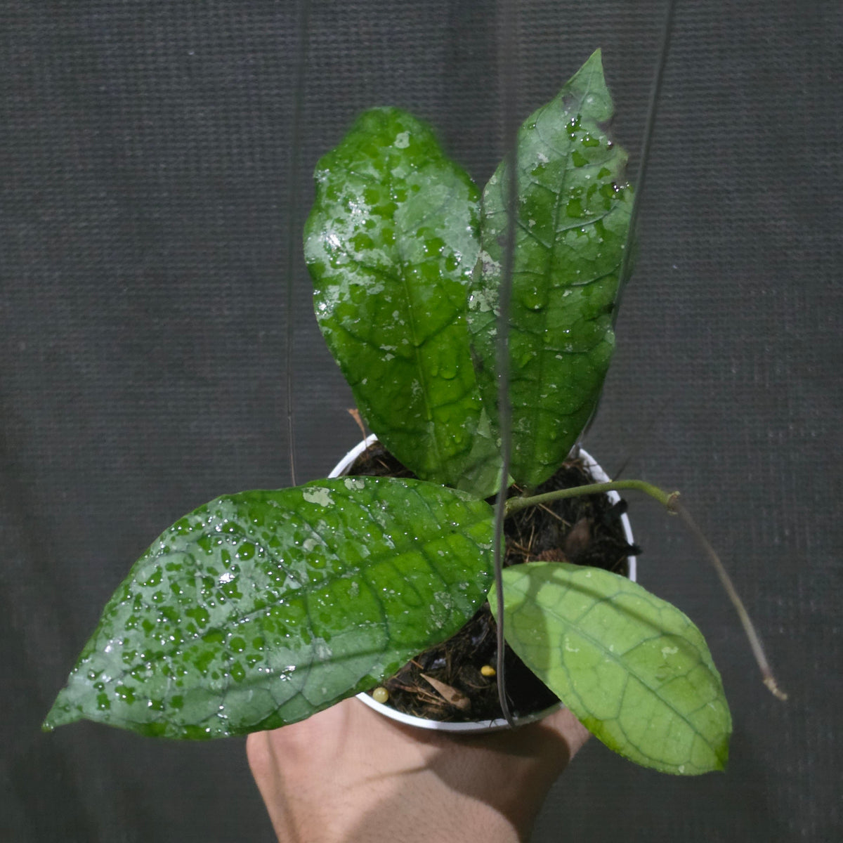 Hoya Susanti M13 (aff lambii × clemensiorum Borneo)