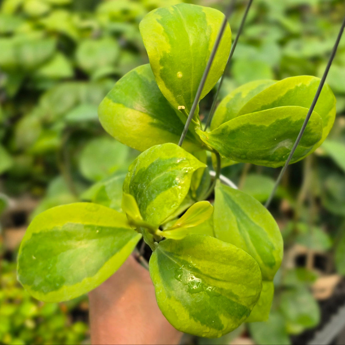 Hoya anulata 'Verdora'
