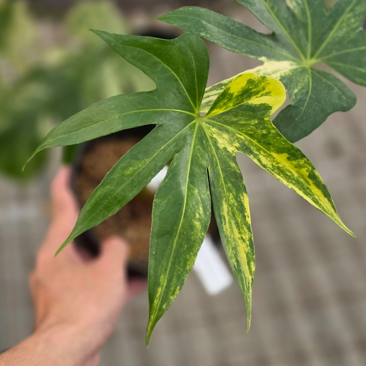 Anthurium pedatoradiatum aurea var - AM19-09