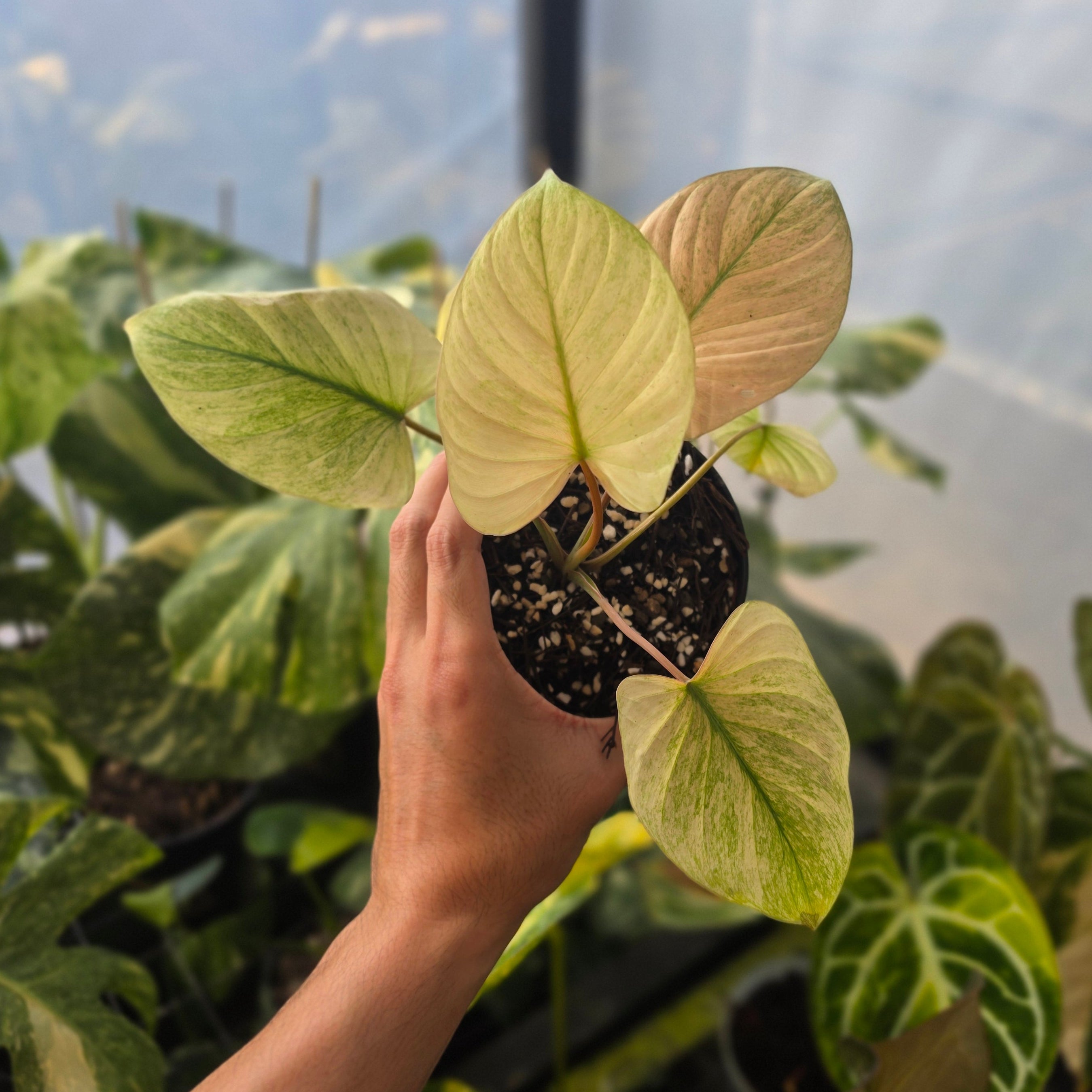 Homalomena Rubescens "Mint Peach"