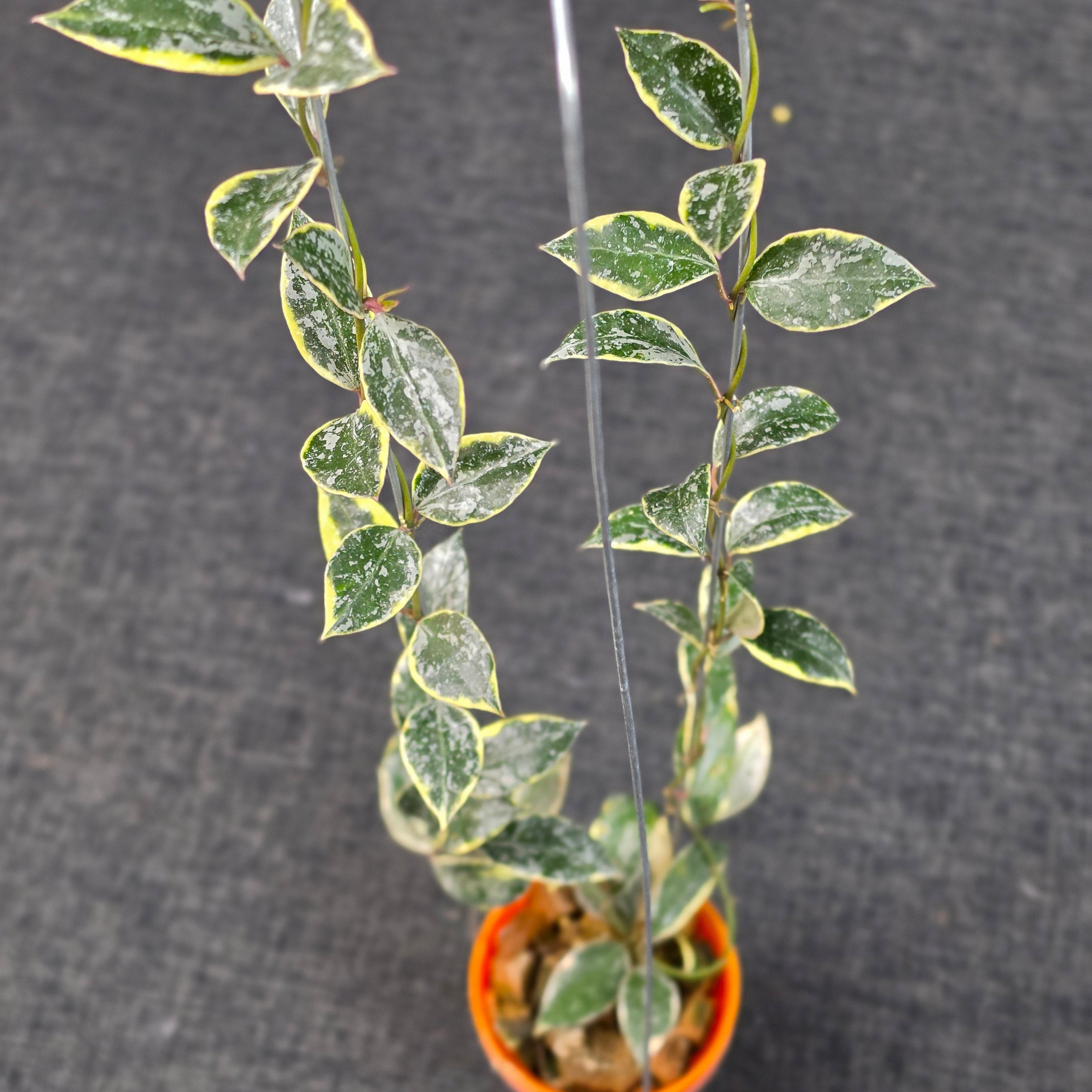 Hoya Lacunosa ‘Princess Lumina’