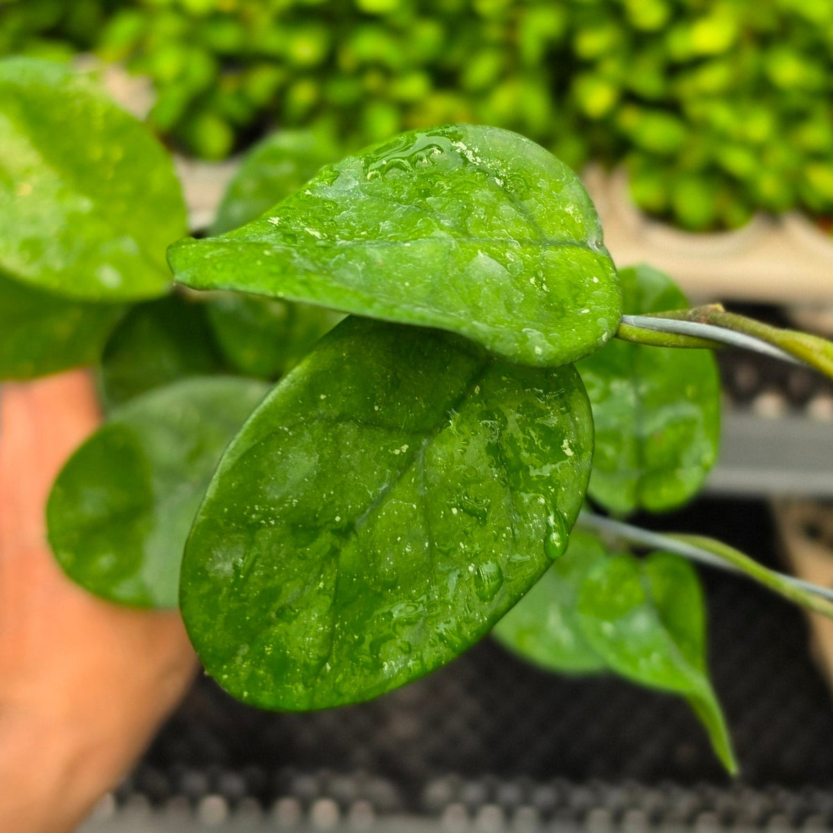 Hoya bonii 'Round Leaf'