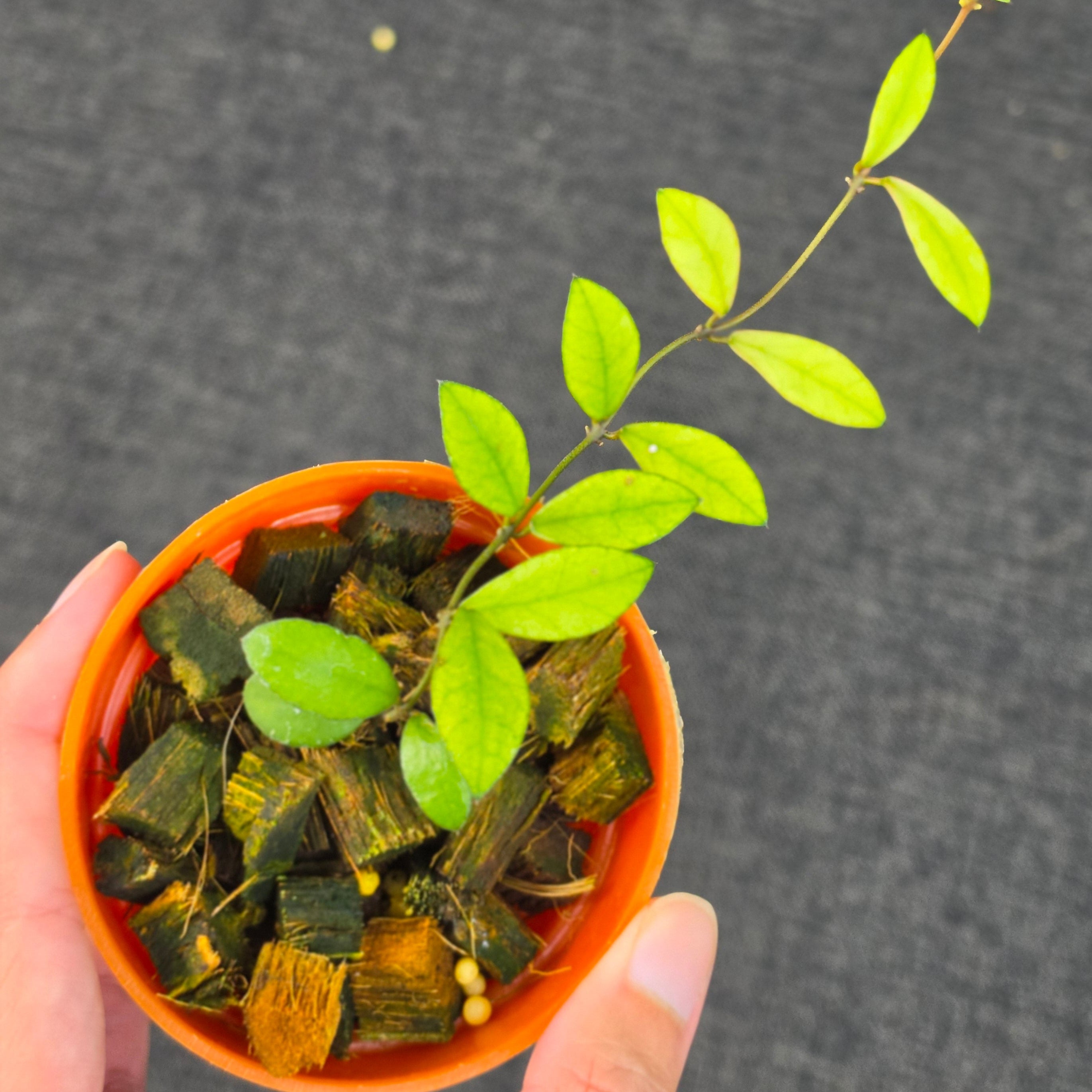 Hoya 'Mini Coin Variegata'
