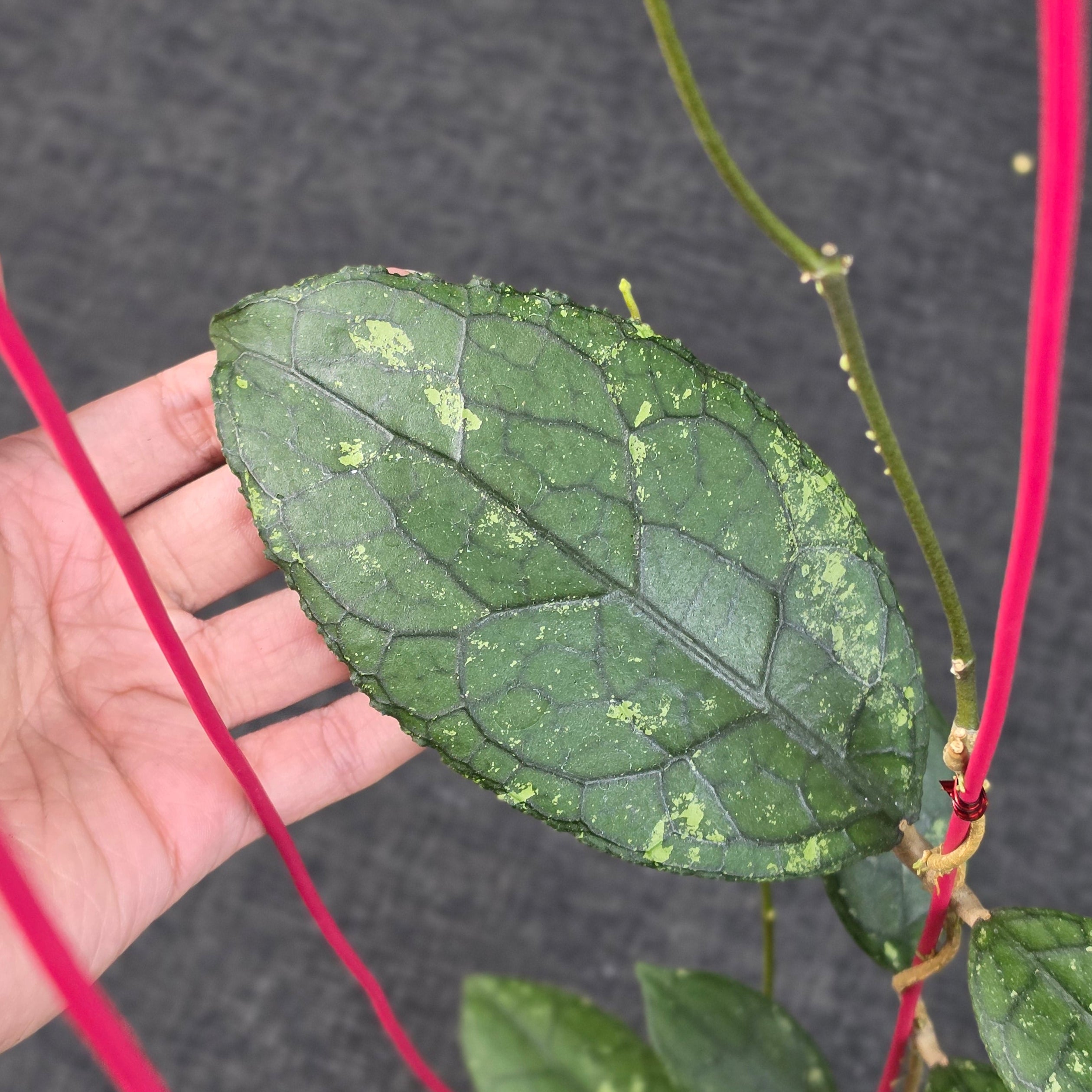 Hoya clemensiorum 'Turtle Black'