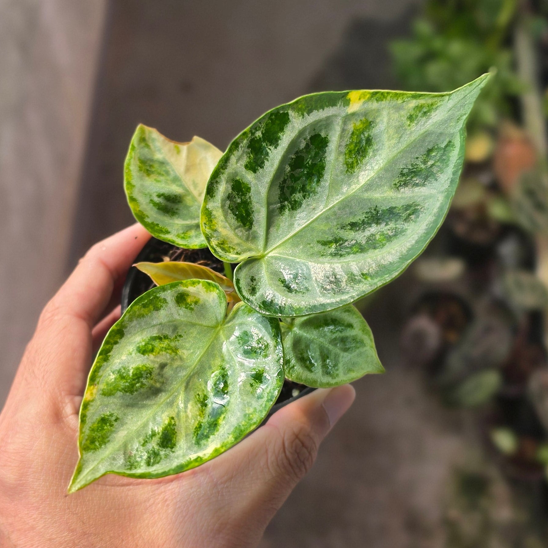 Anthurium Silver Chrome Variegated