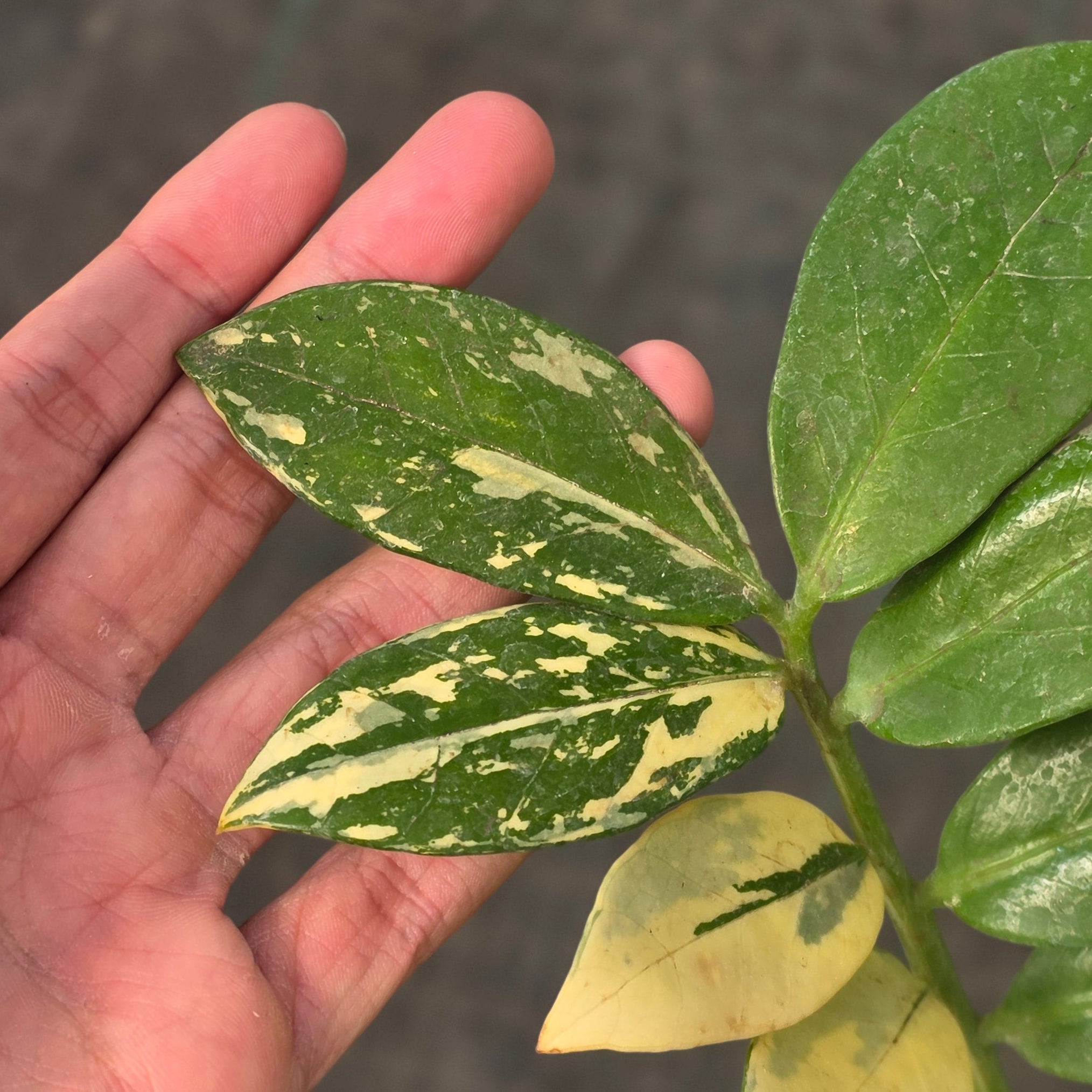 Zamioculcas zamiifolia albo variegated
