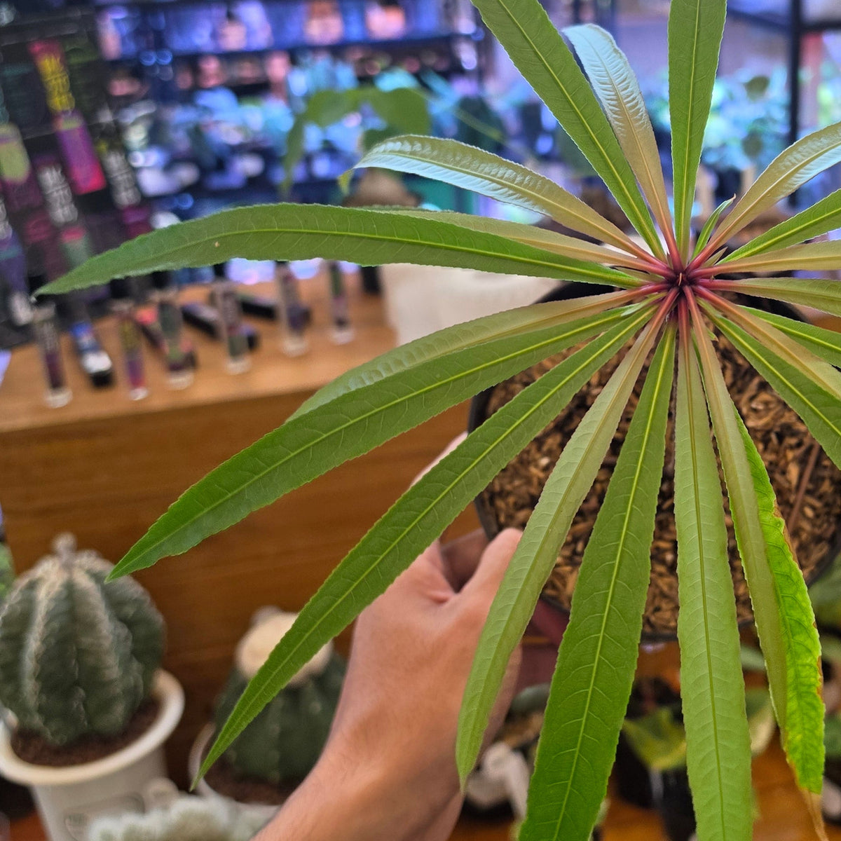 Barringtonia papuana