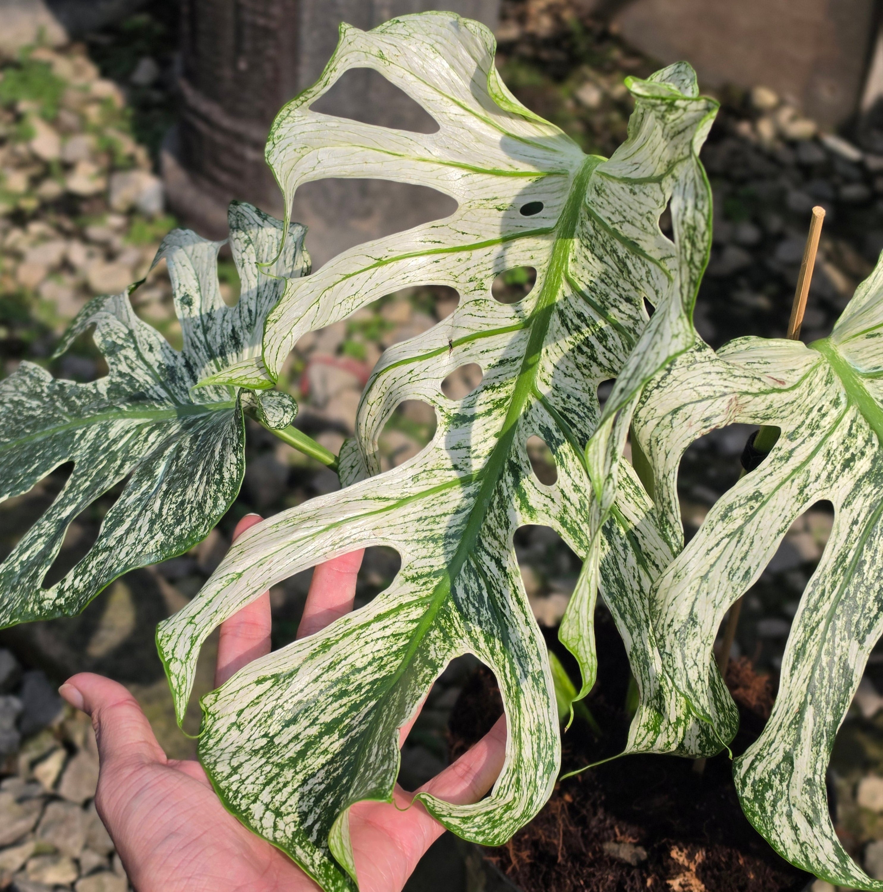 Monstera devil monster - mature size