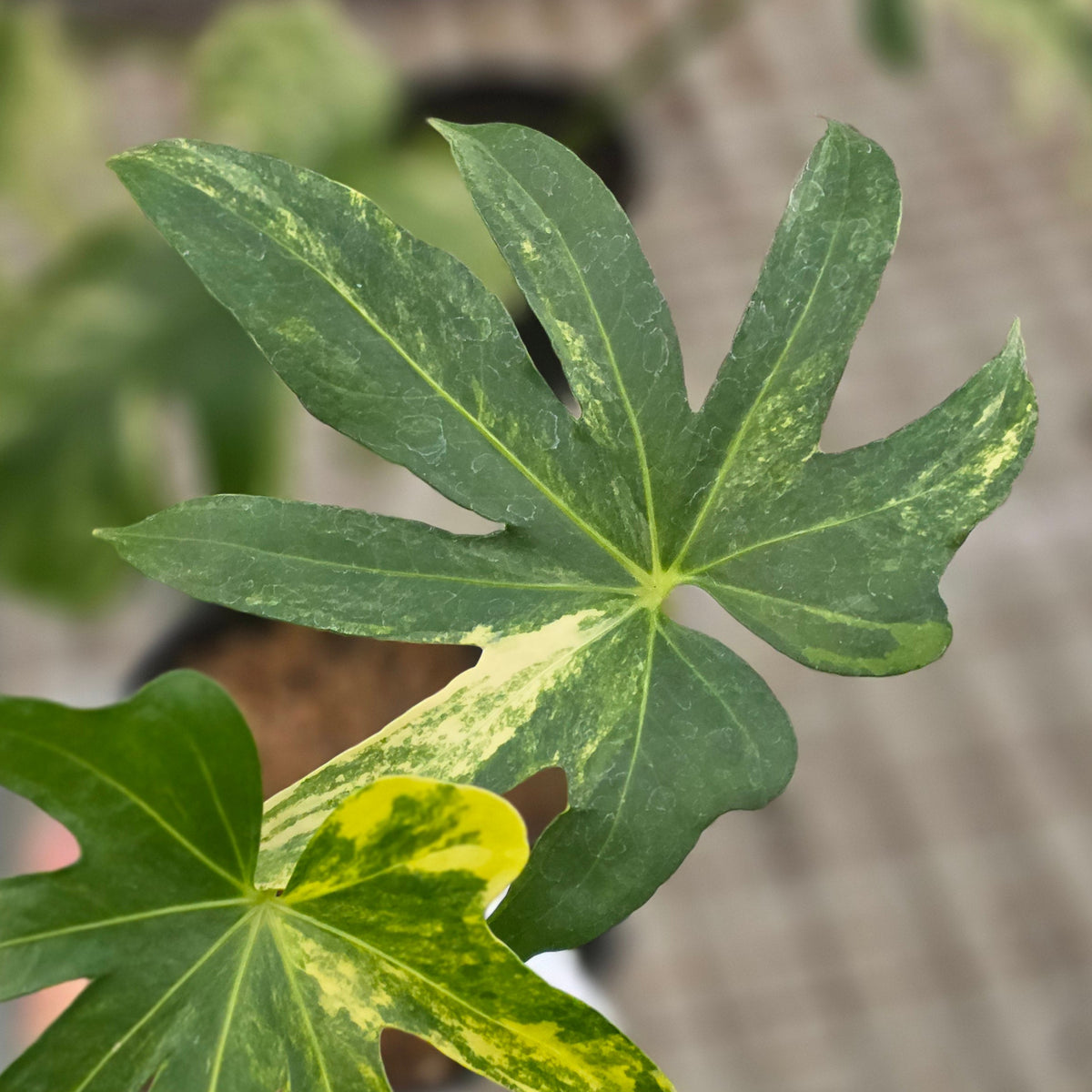 Anthurium pedatoradiatum aurea var - AM19-09