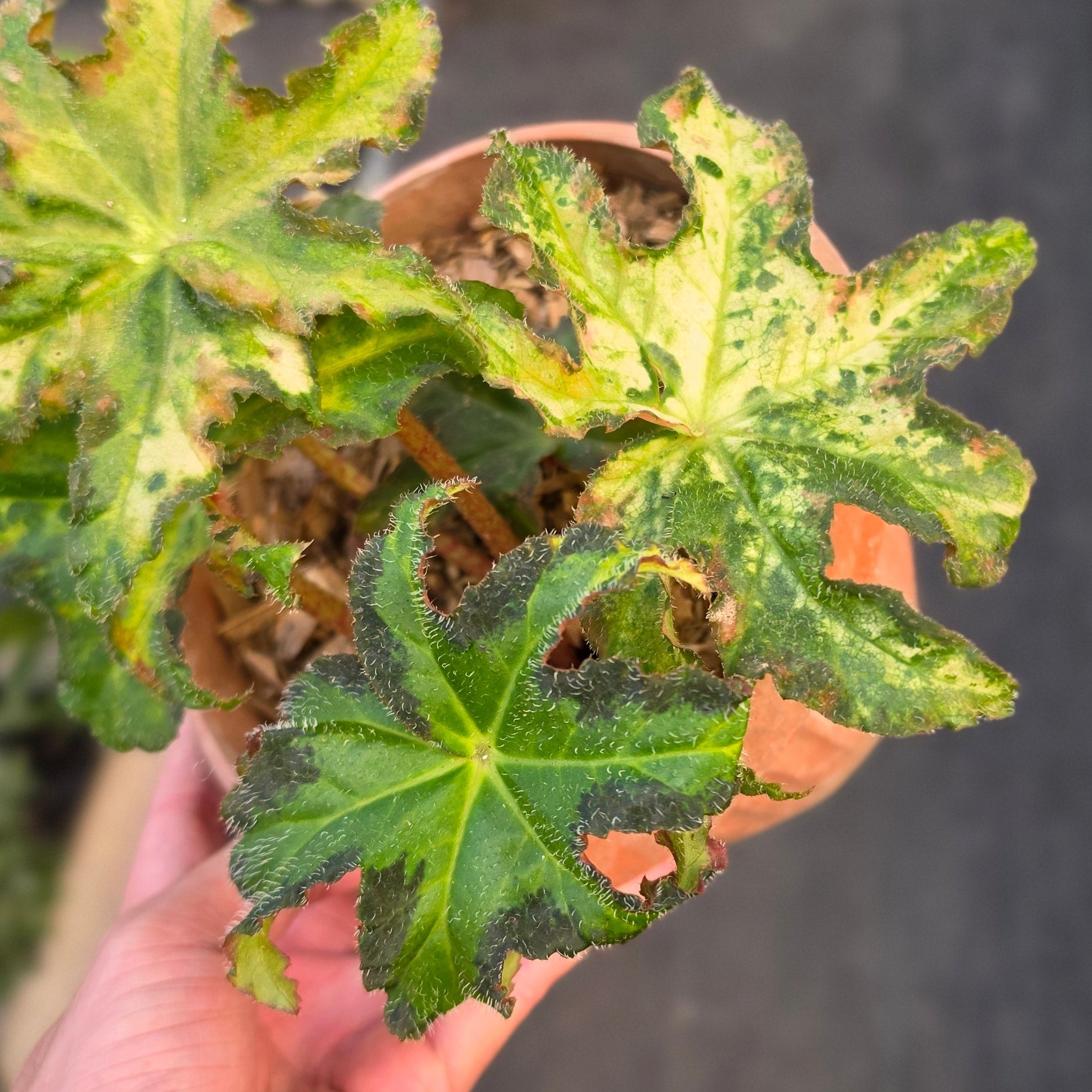 Begonia Rex Star Variegated