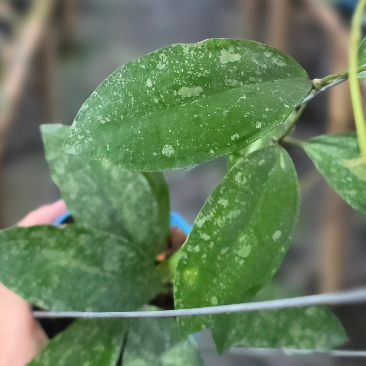 Hoya callistophylla x elliptica (Callistopica)