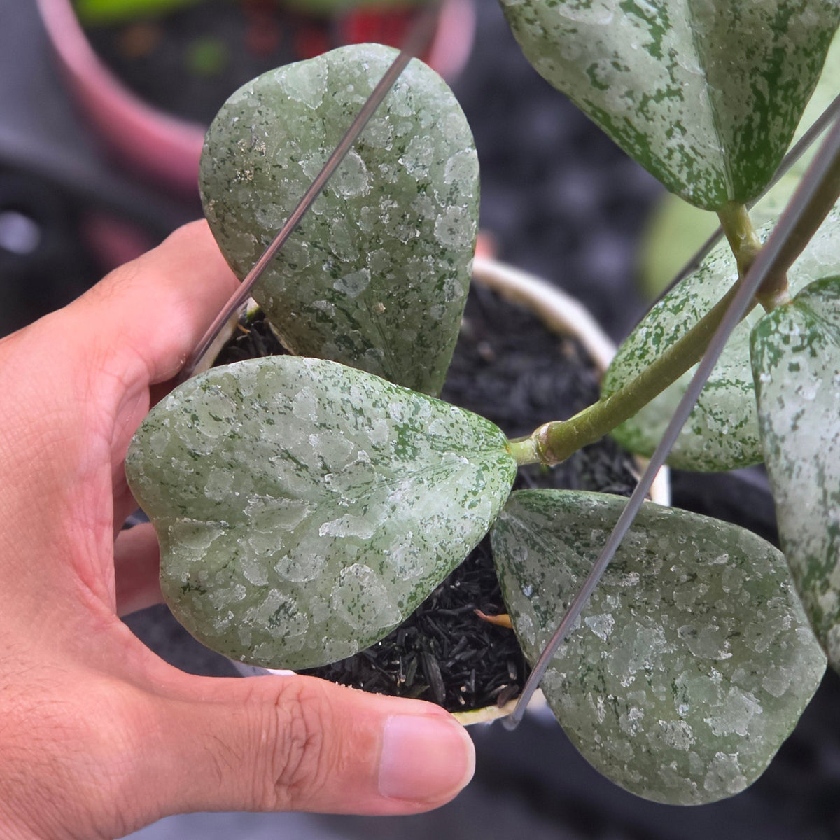 Hoya chiang dao silver