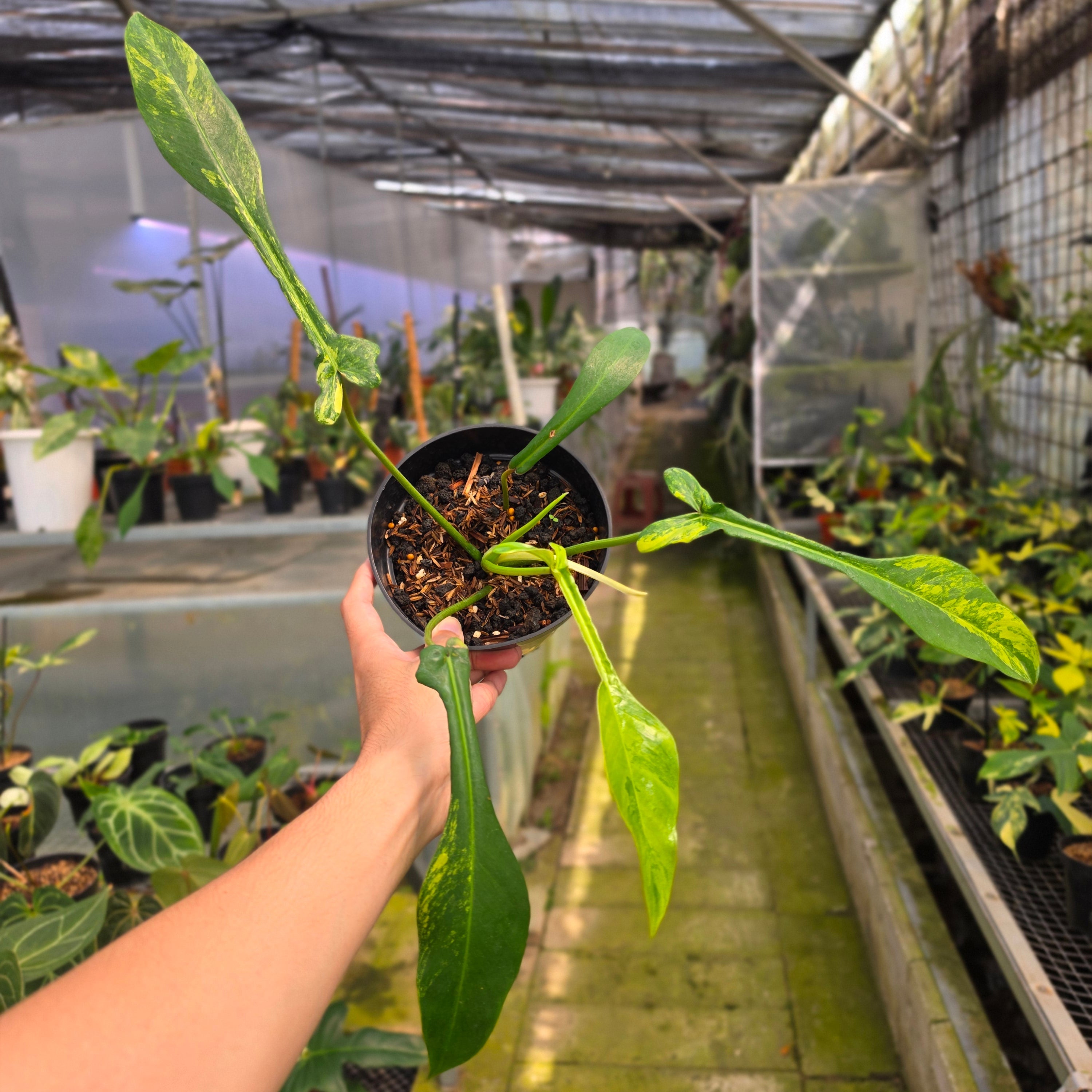 Philodendron joepii variegated