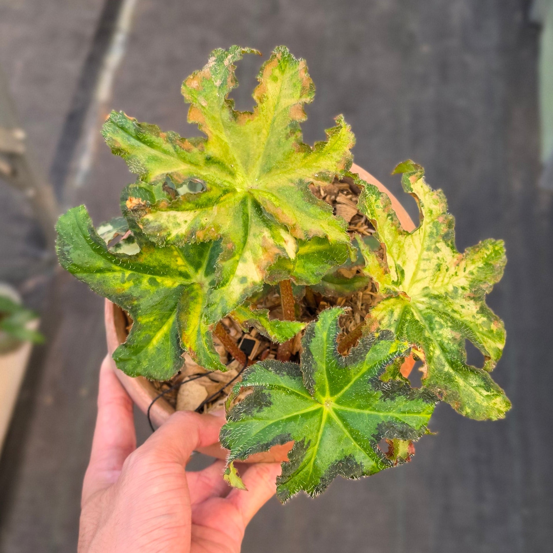 Begonia Rex Star Variegated