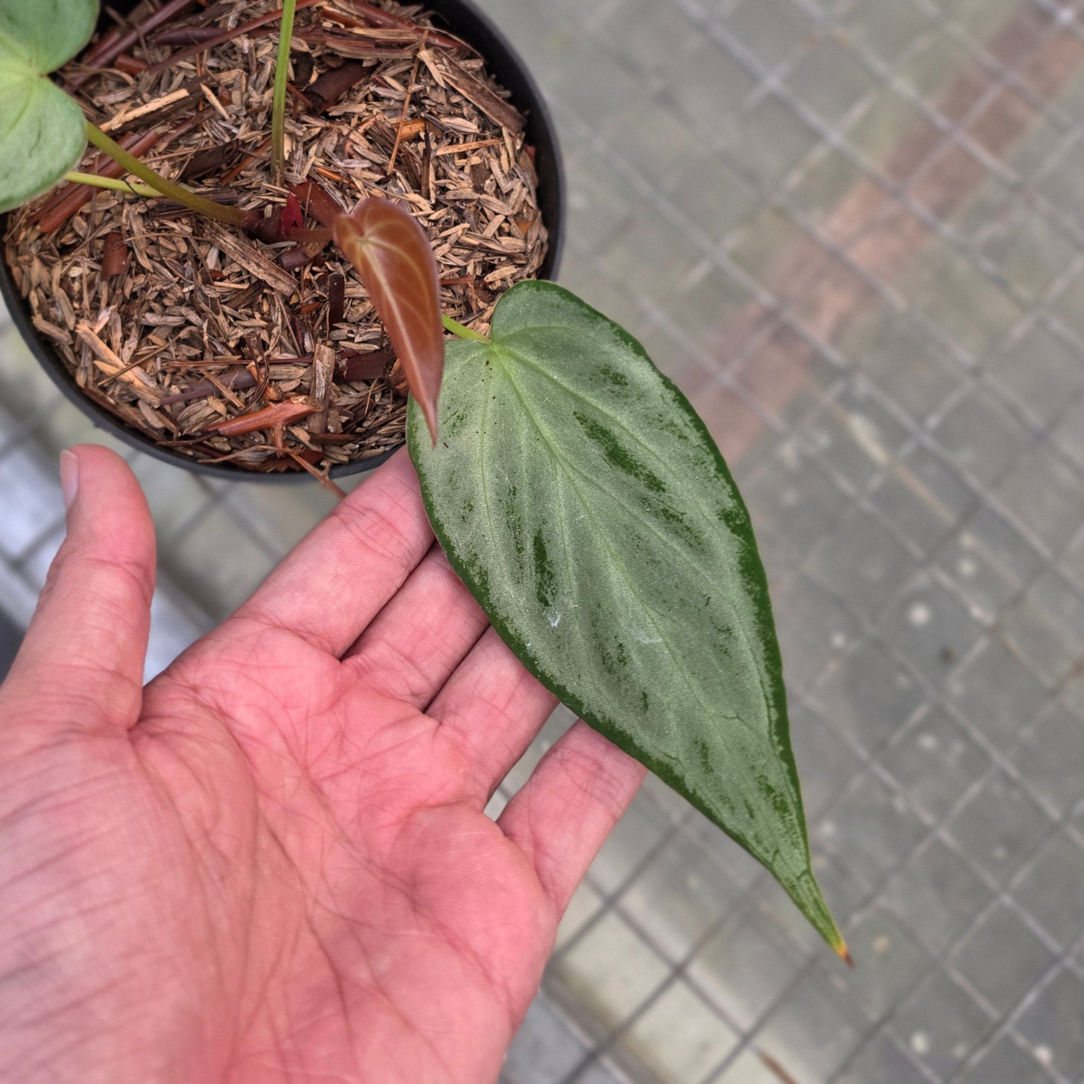 Anthurium silver chrome x warocqueanum