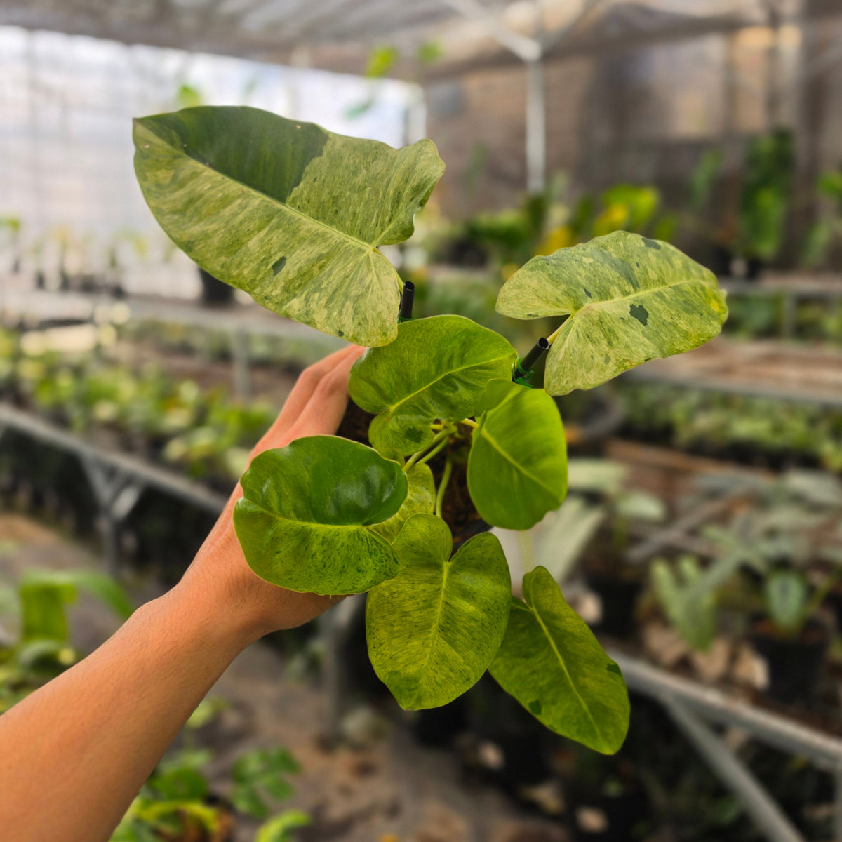 Philodendron burle marx mint variegated