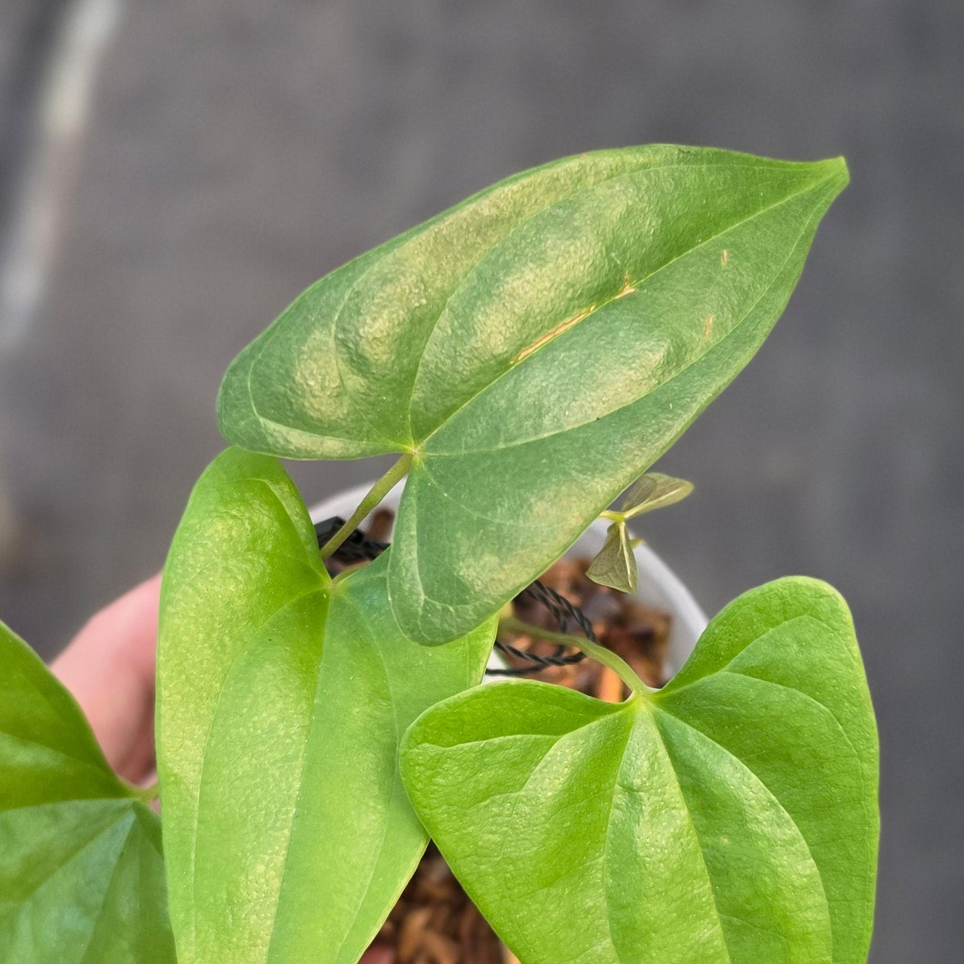 Dioscorea sp golden