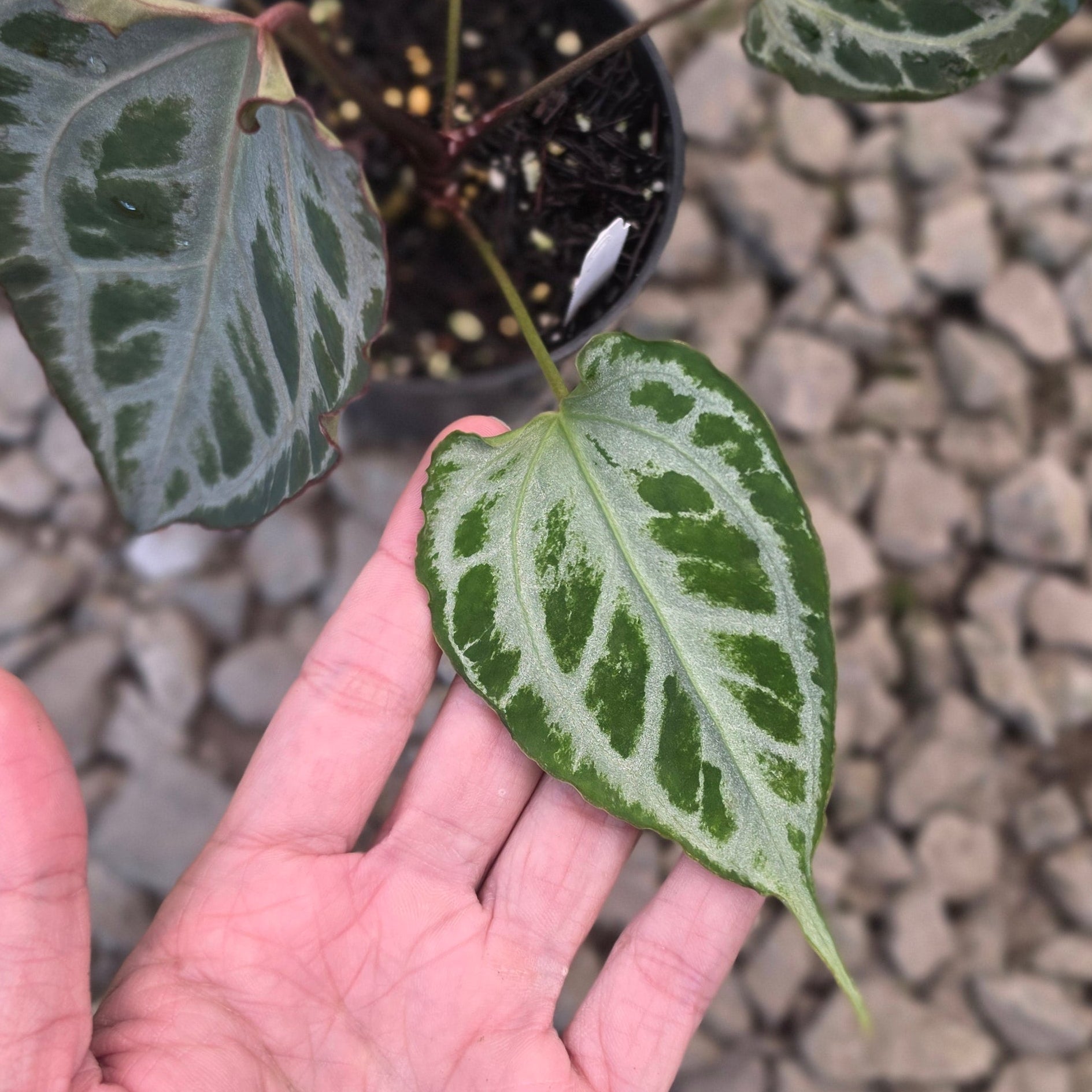Anthurium muchlis x red crystallinum medium size