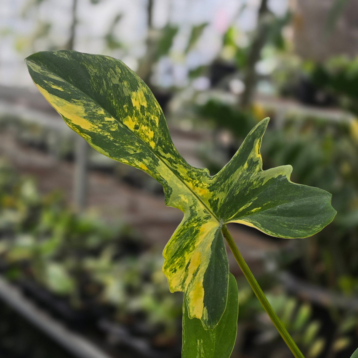 Philodendron florida beauty x mayoi