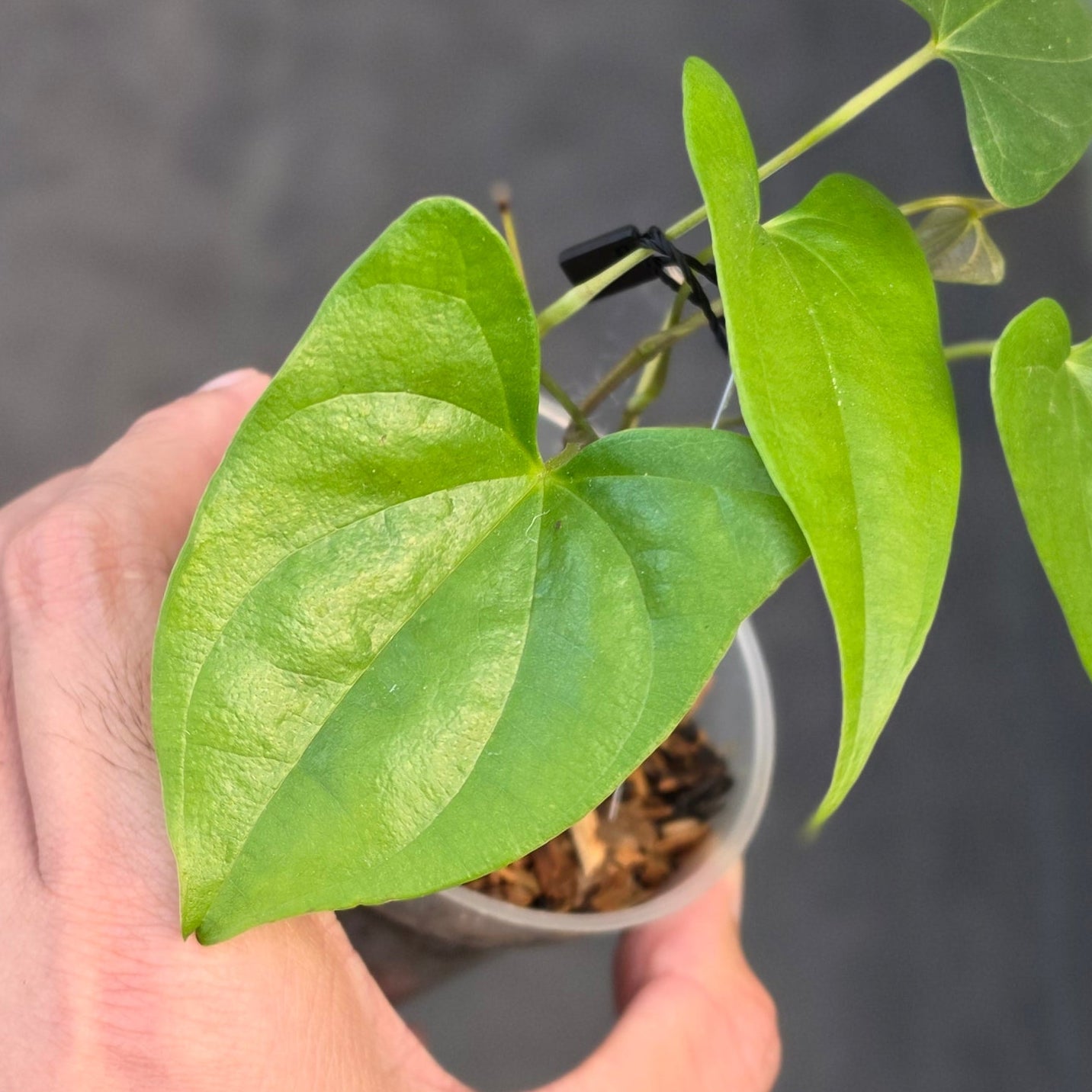 Dioscorea sp golden