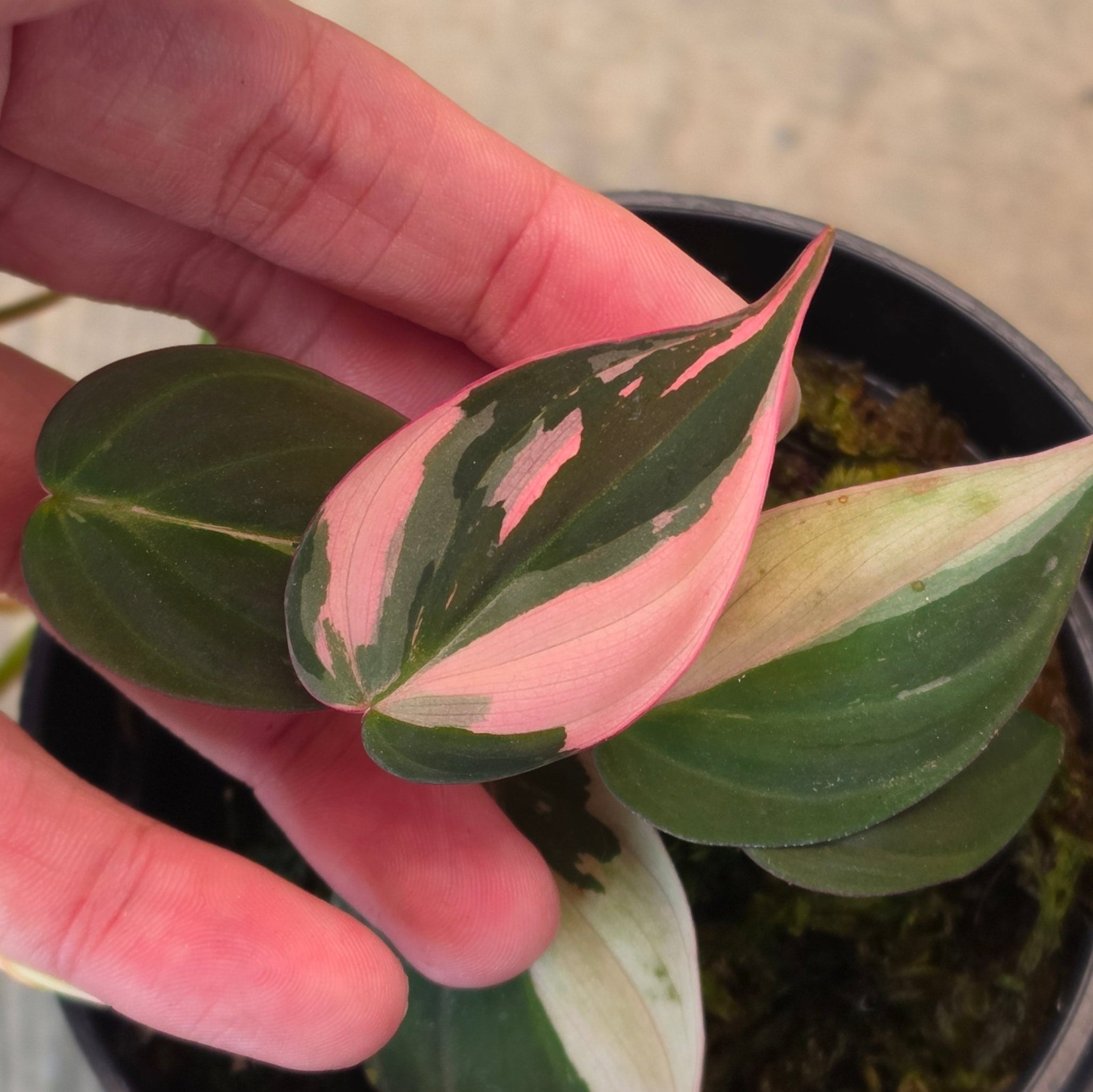 Philodendron micans pink variegated
