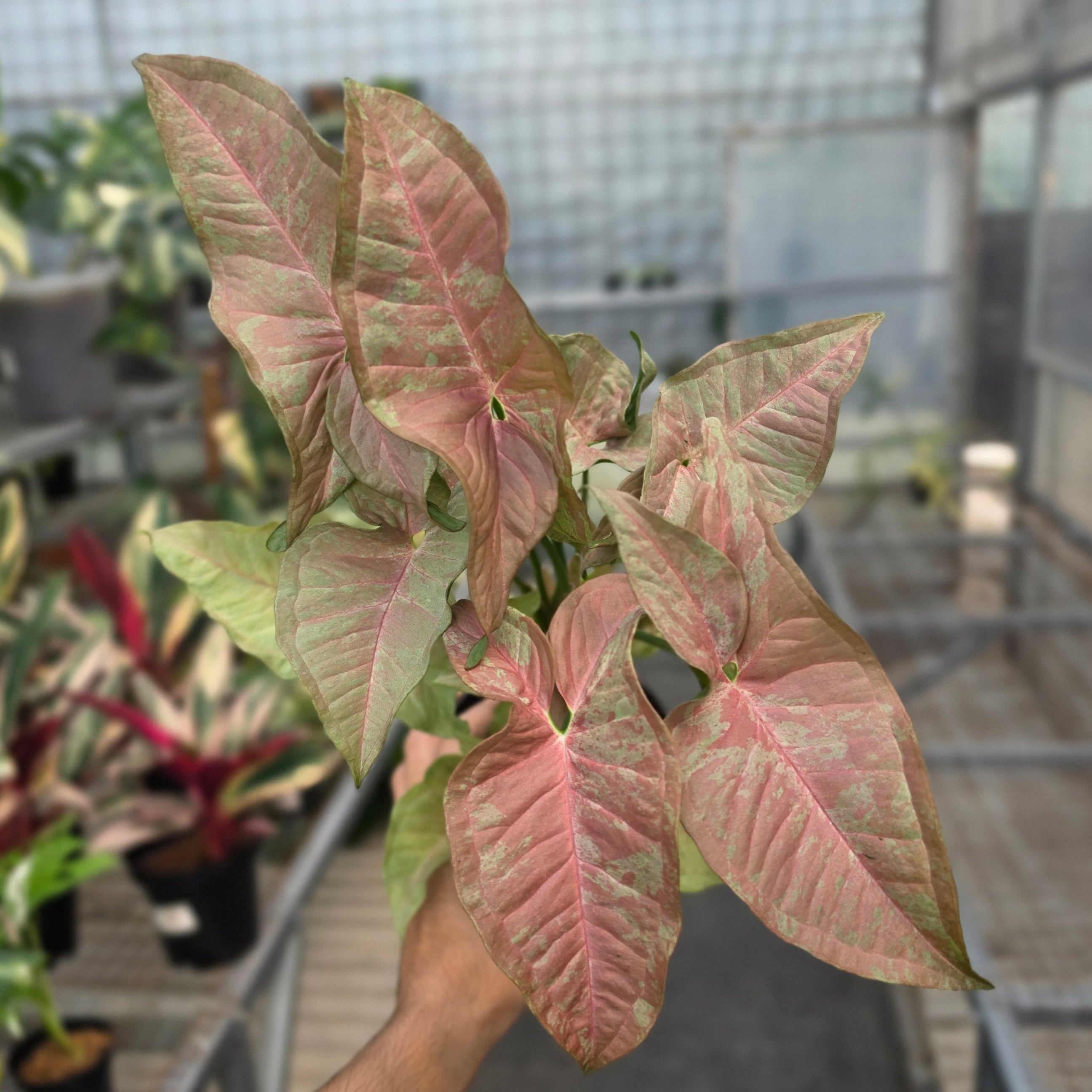 RP Syngonium Pink nebula - AM07-08