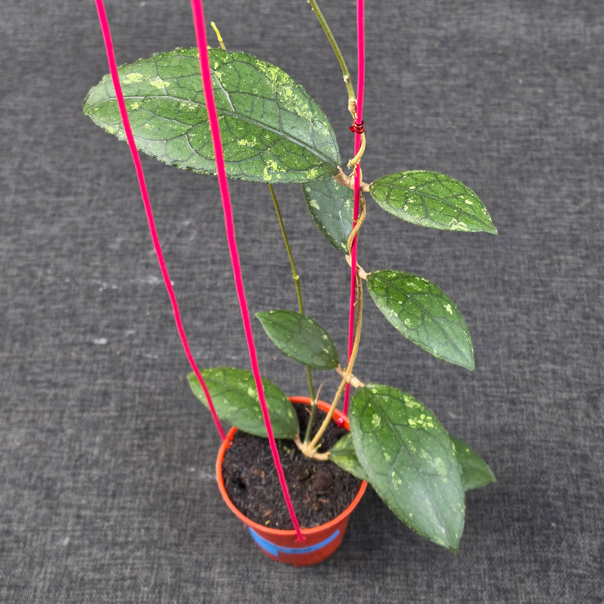 Hoya clemensiorum 'Turtle Black'