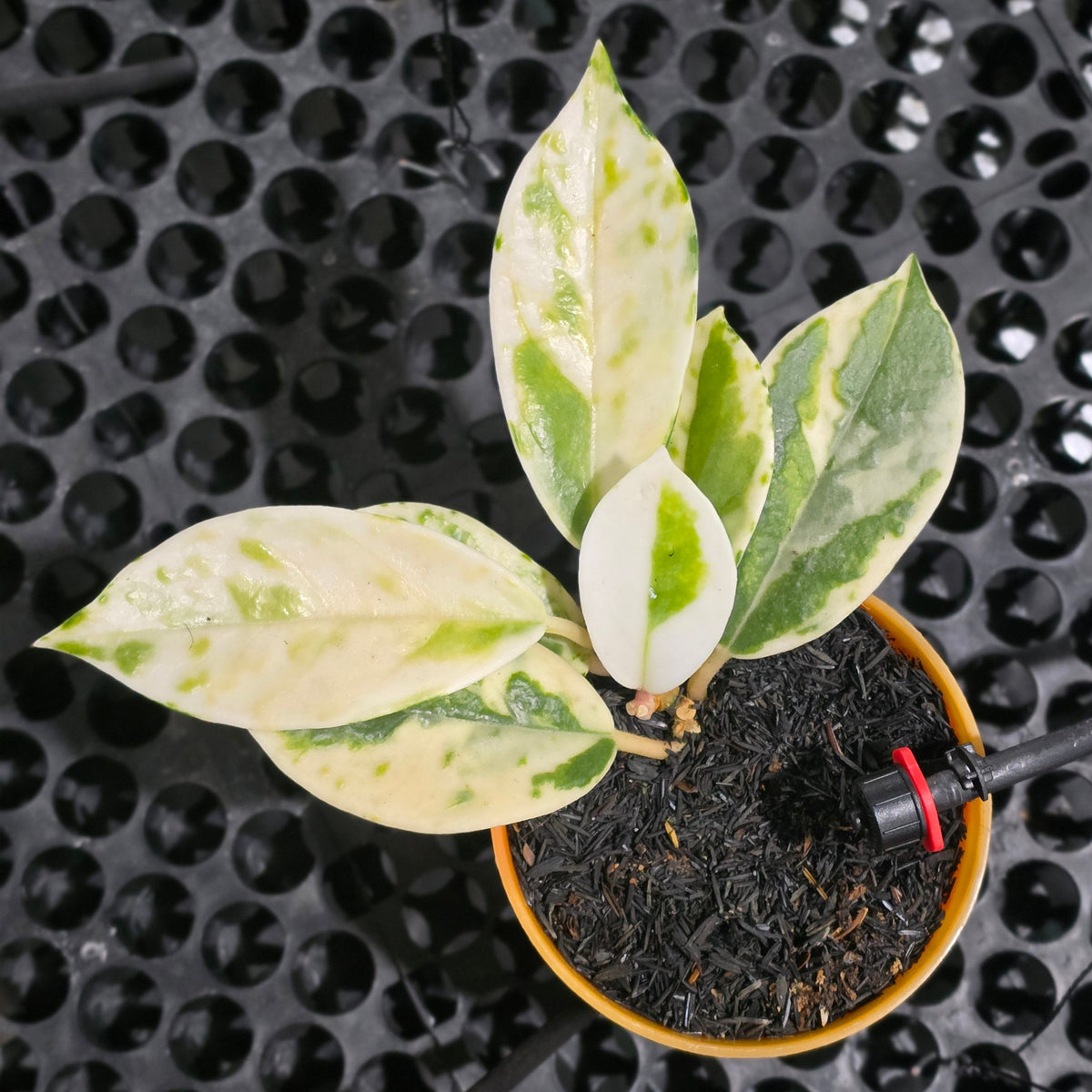 Hoya carnosa 'Madara Snow Angel'