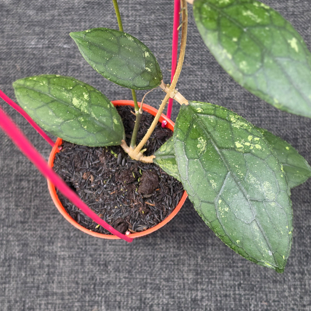 Hoya clemensiorum 'Turtle Black'