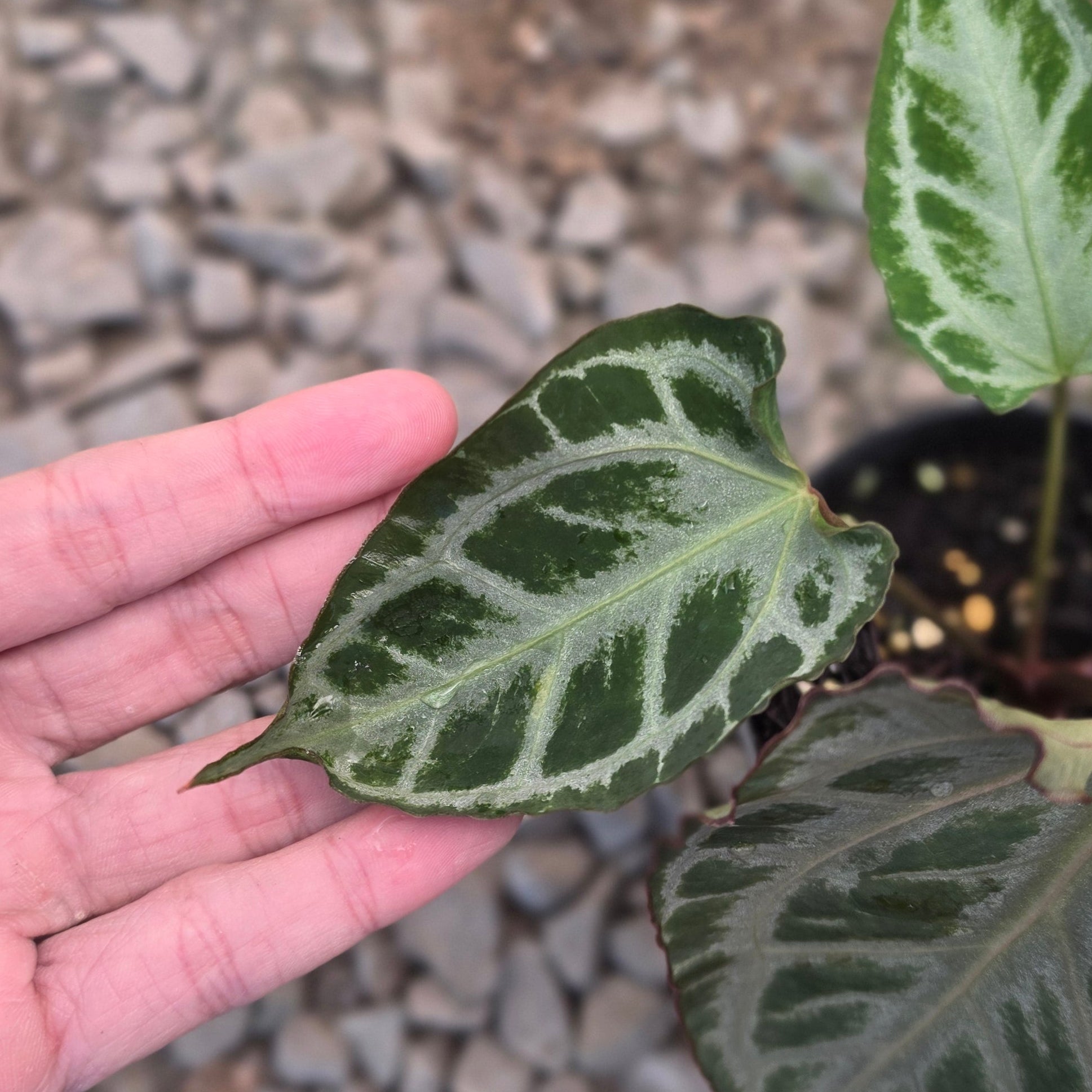 Anthurium muchlis x red crystallinum medium size