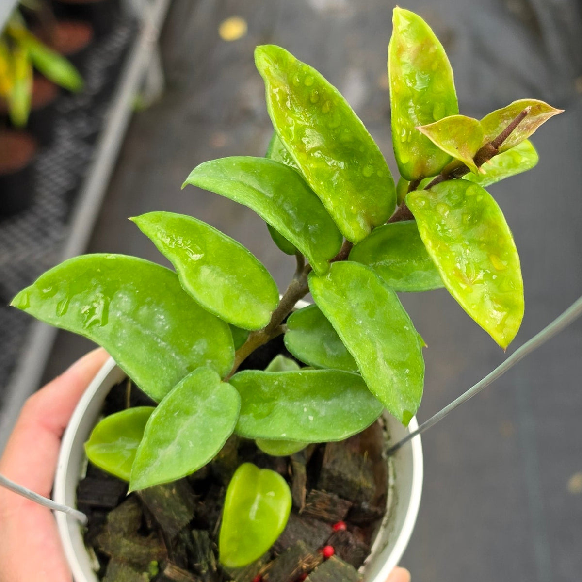 Hoya carnosa ‘Krinkle 8’