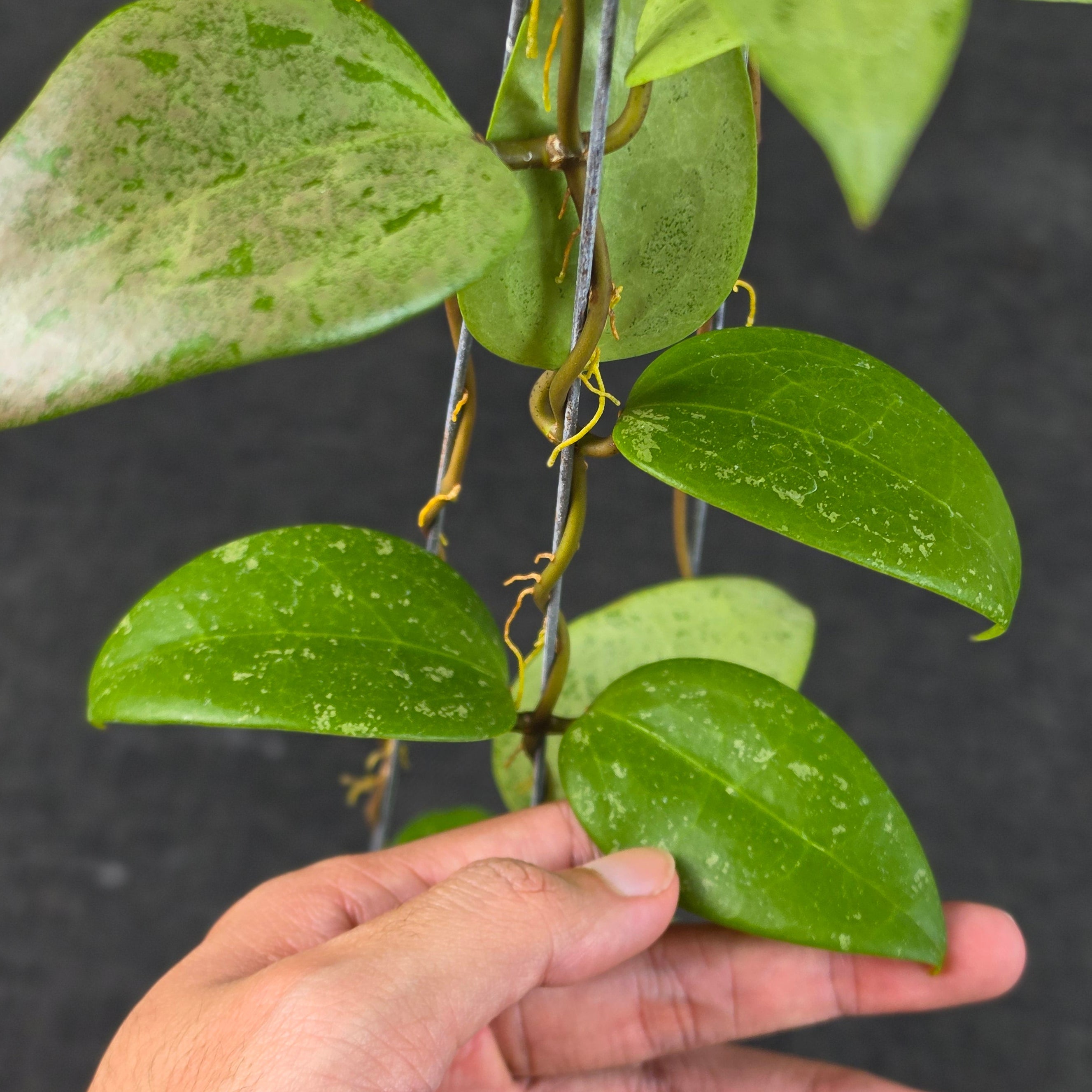 Hoya verticillata 'Purple Aurora'