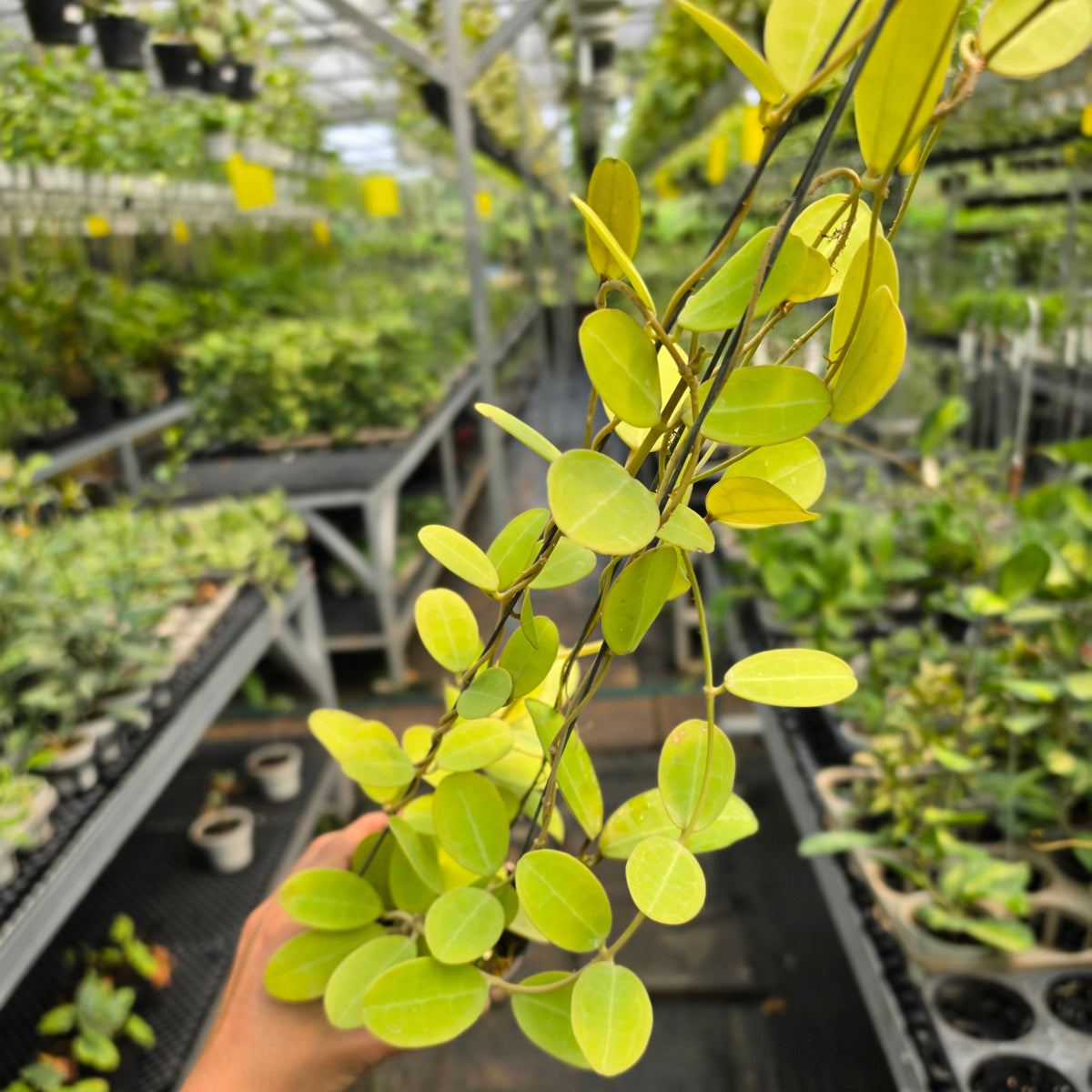 Hoya elliptica Kalimantan Barat