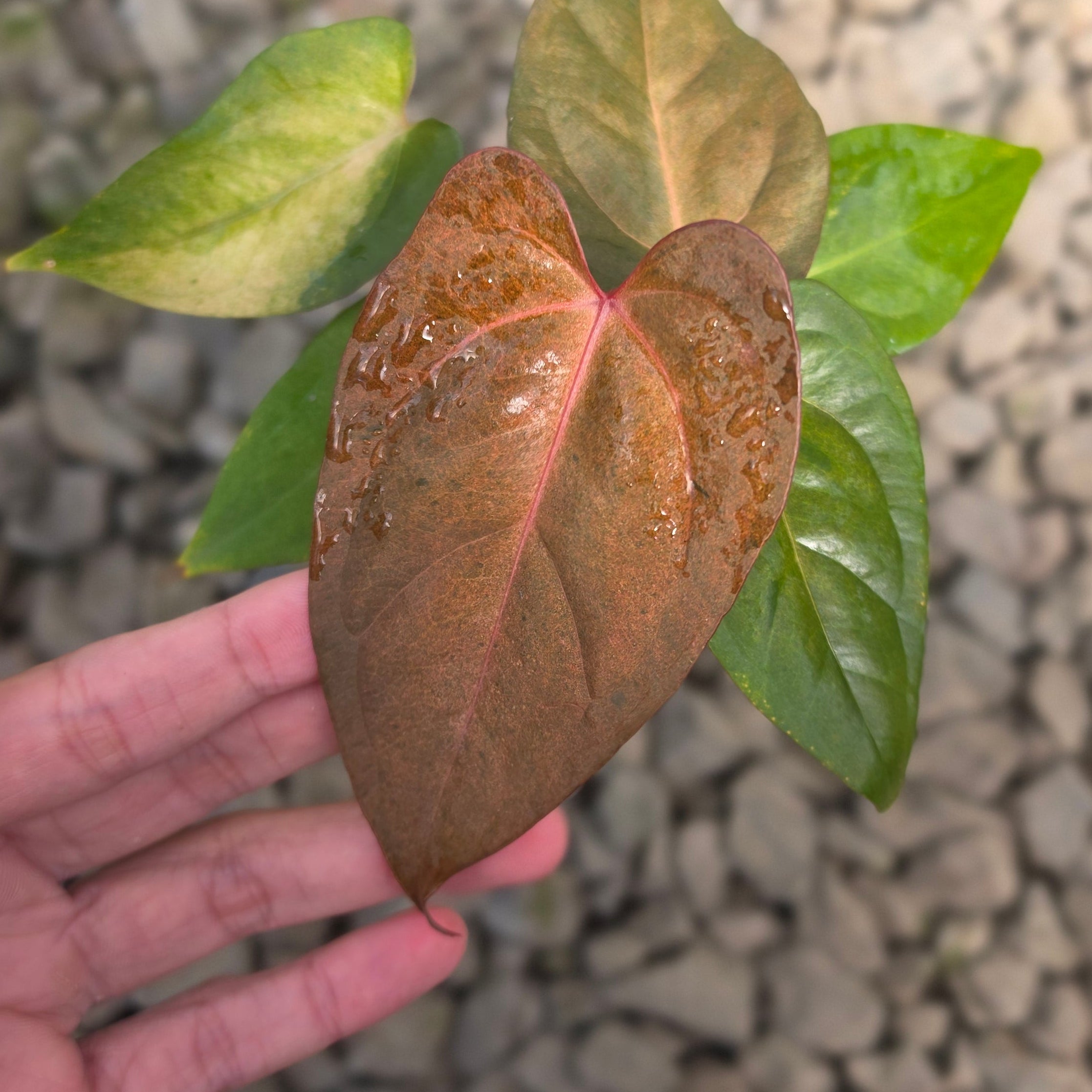 Anthurium dark handsome x red velvet cake variegated
