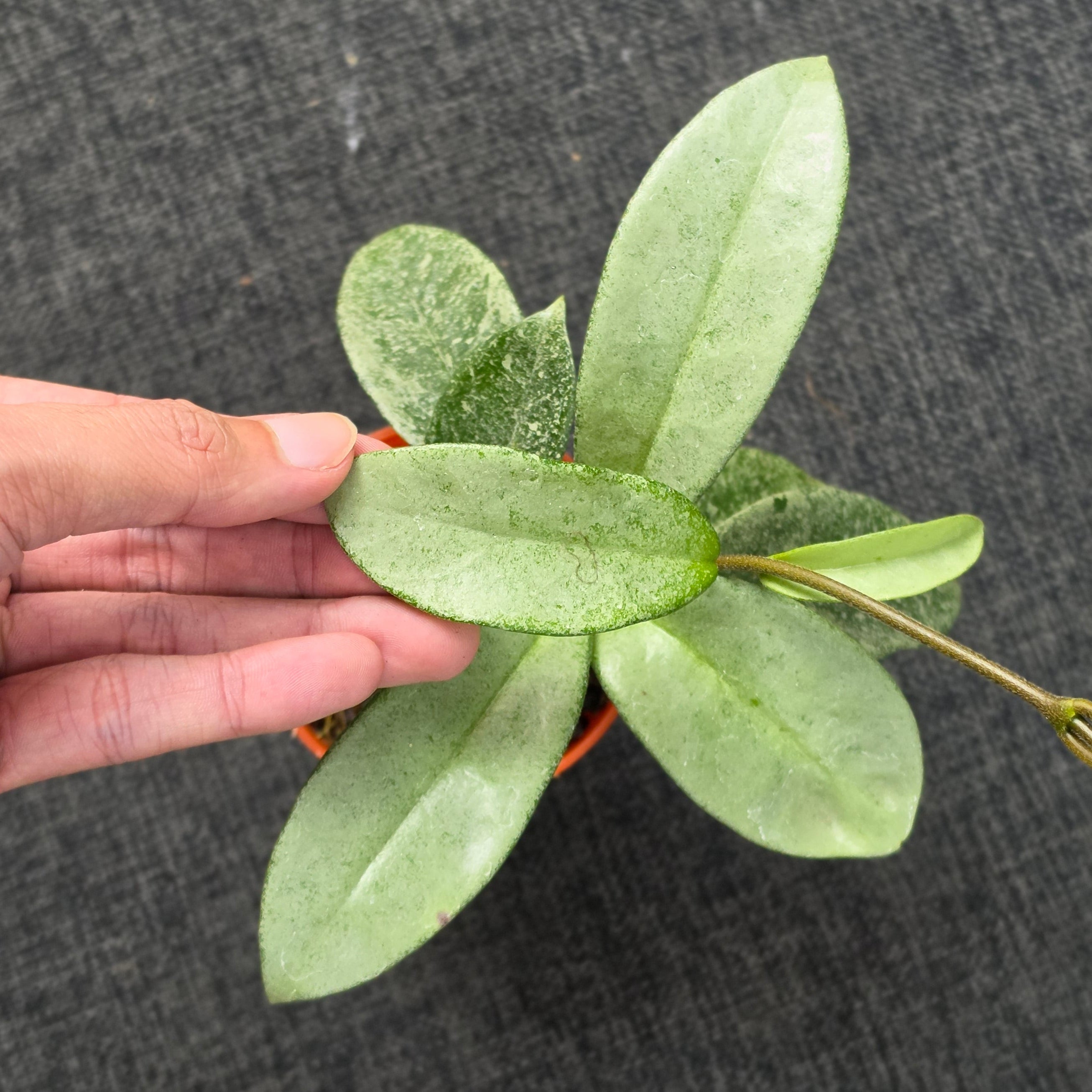 Hoya carnosa 'Nova Ghost'