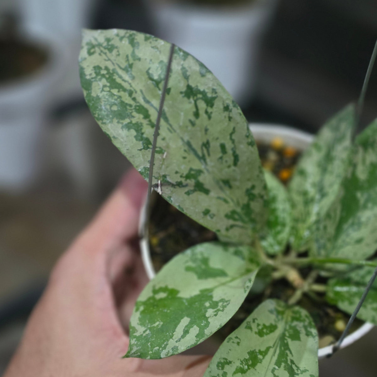 Hoya Javanesia Silver