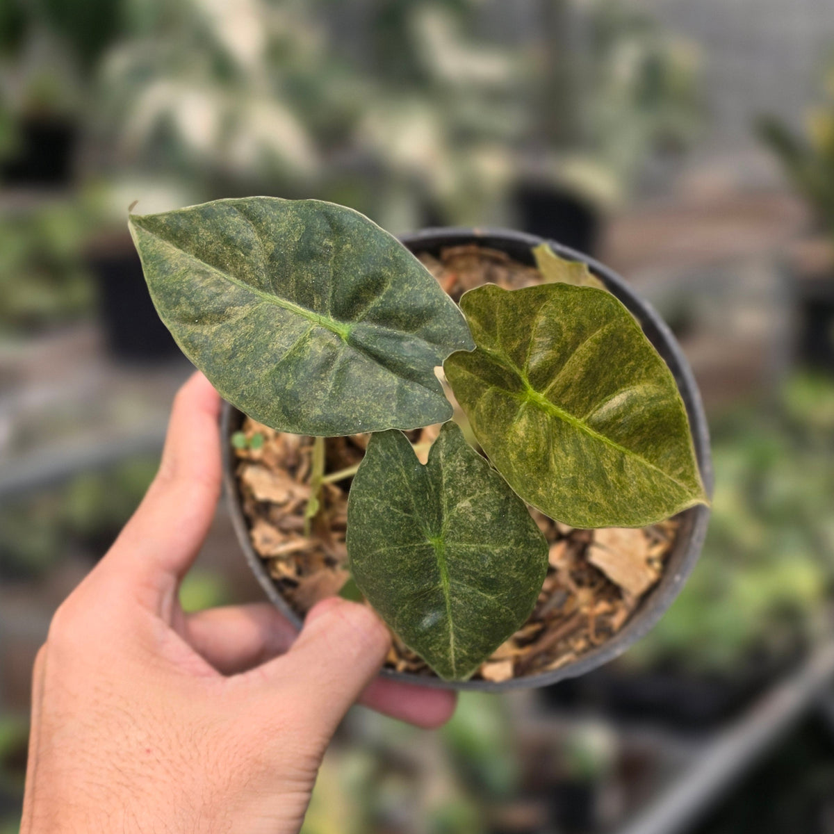 Alocasia golden bone variegated