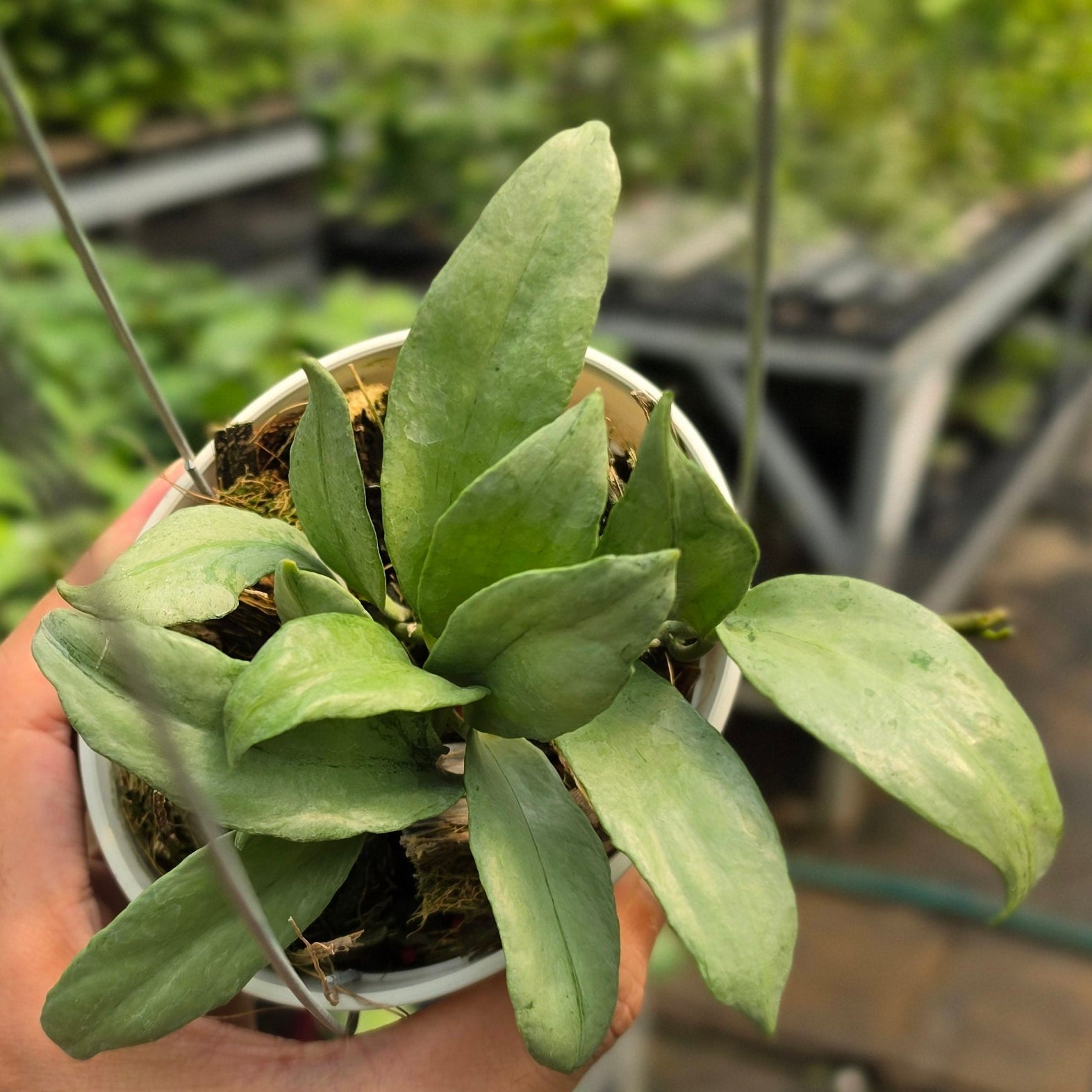 Hoya lacunosa ‘Curly’