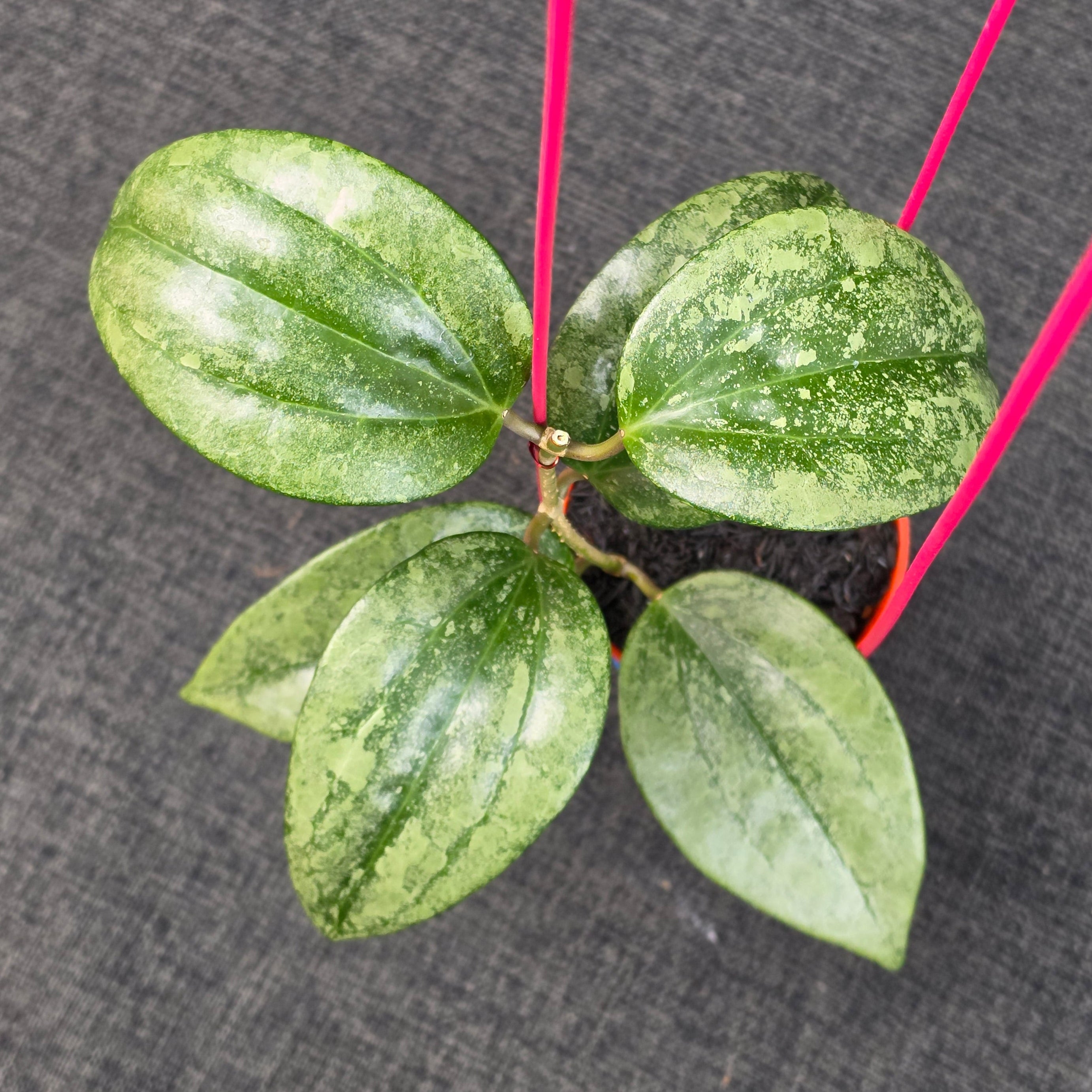 Hoya latifolia 'Rimba Perak'
