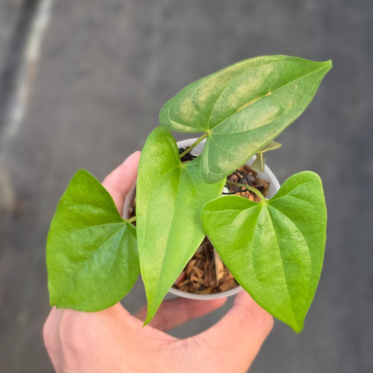Dioscorea sp golden
