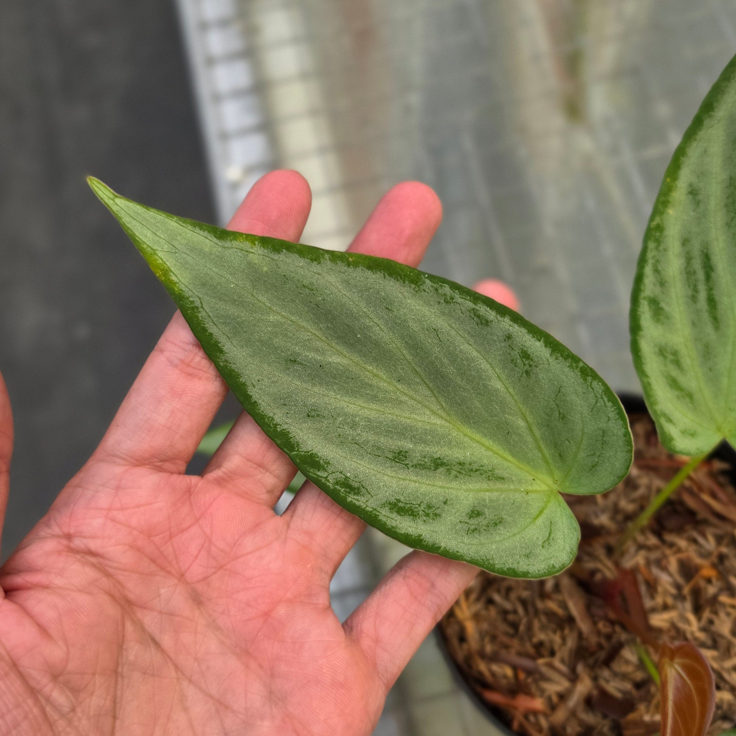 Anthurium silver chrome x warocqueanum