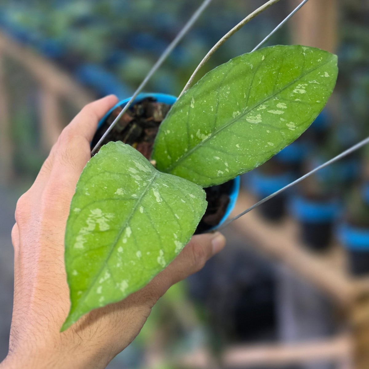 Hoya sp aceh green whisper