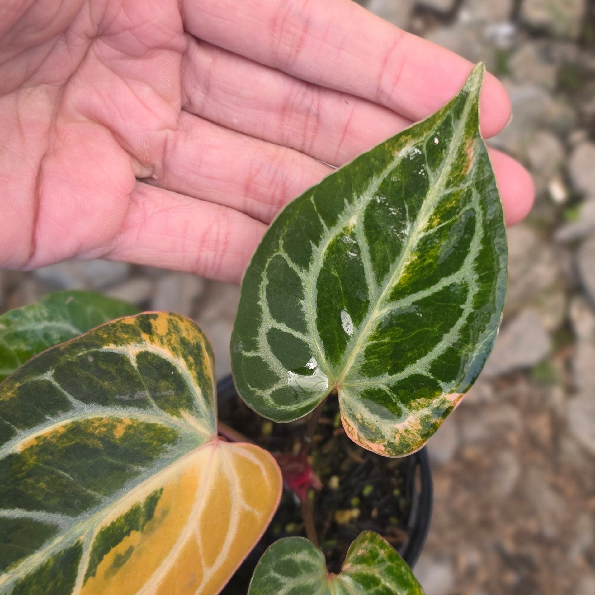 Anthurium hellboy