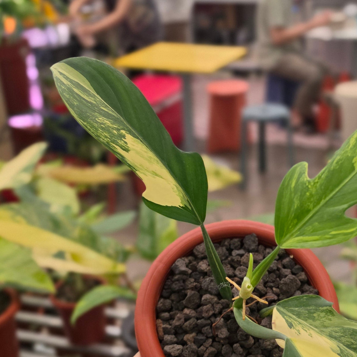 Philodendron panduriforme variegated