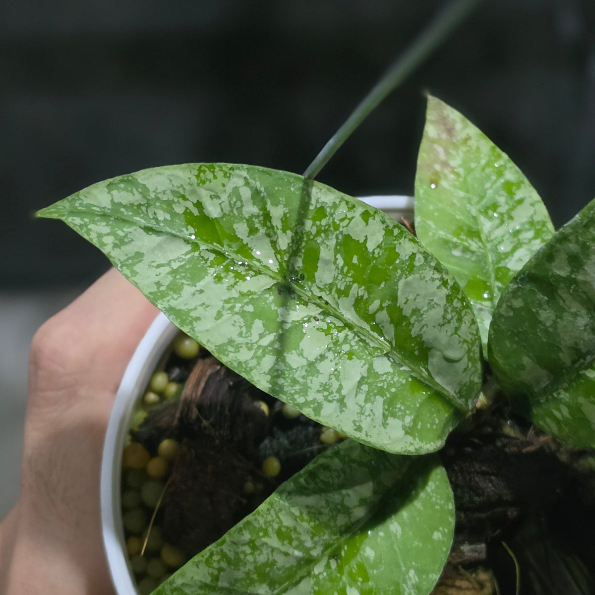 Hoya sp aceh perak raya