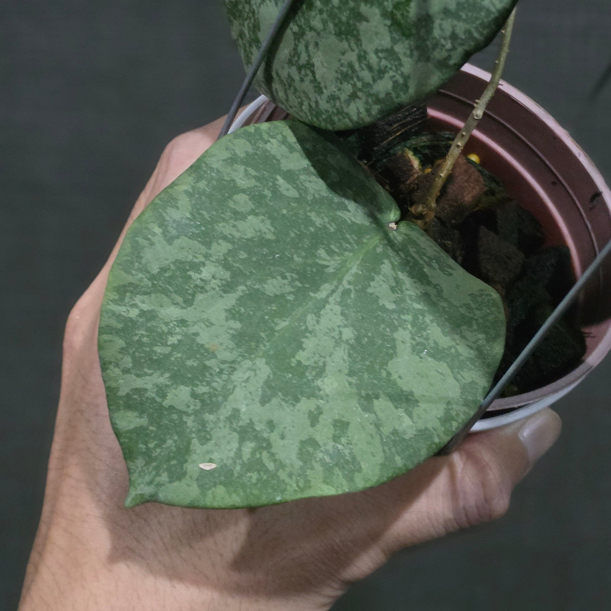 Hoya purpureofusca x imbricata