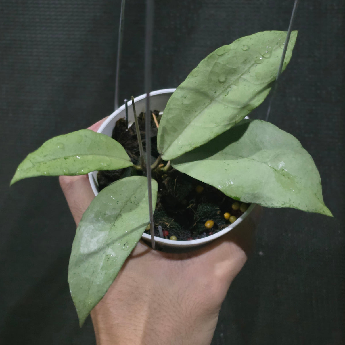 Hoya 'Emperor Silver' (aff clemensiorum)