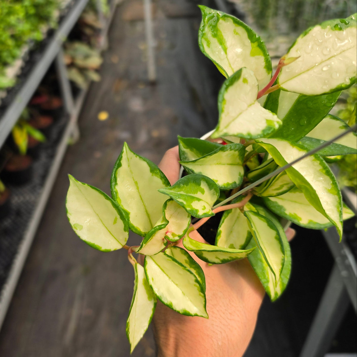 Hoya carnosa ‘Krimson Princess’