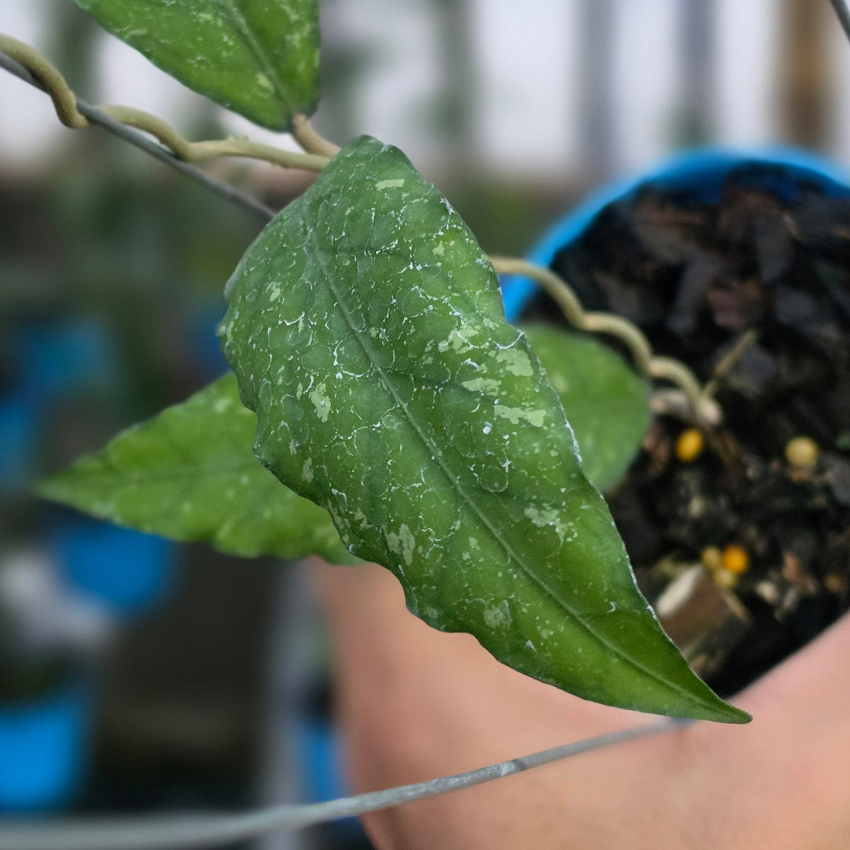Hoya sp aceh galaxy splash