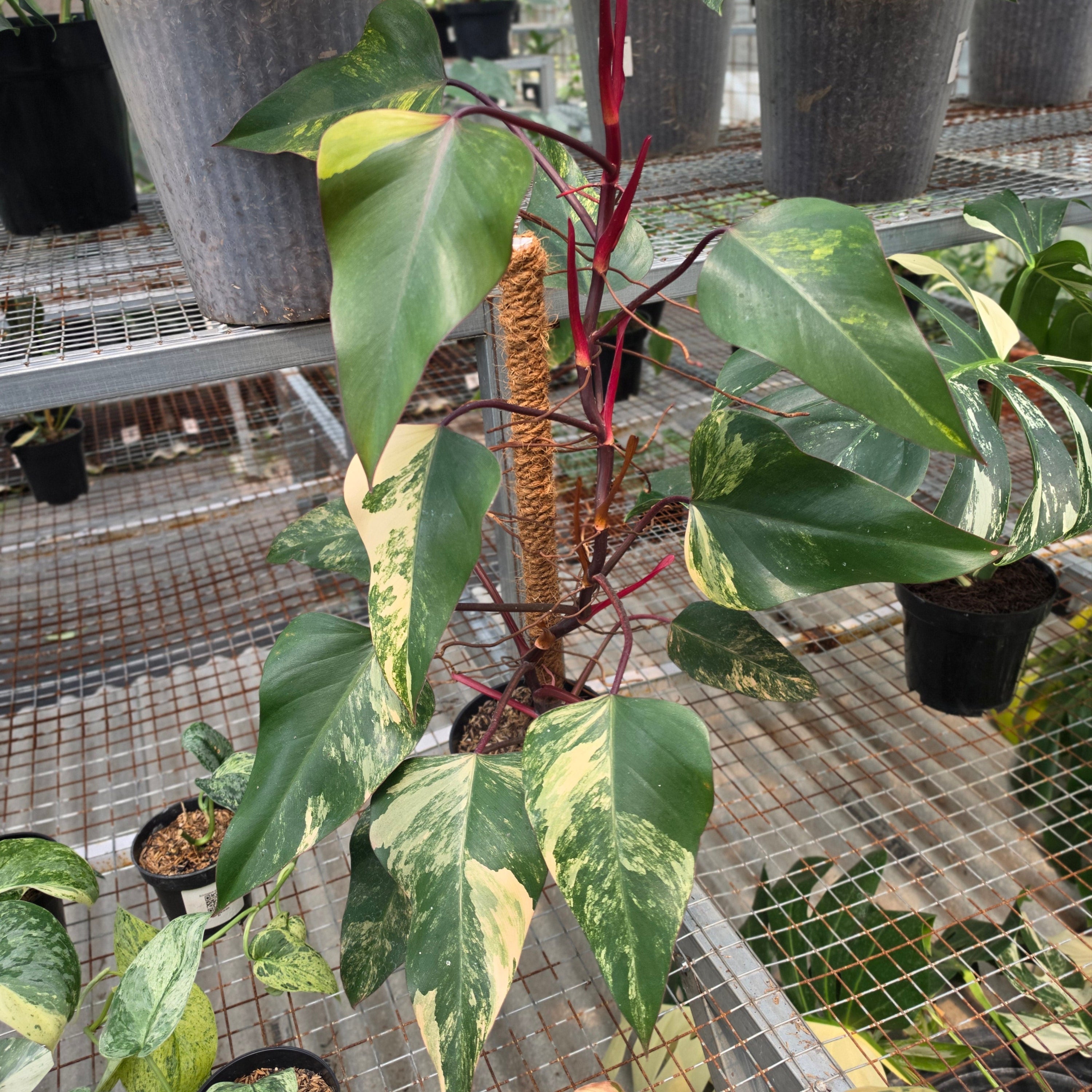RP Philodendron Strawberry shake - AM28-08